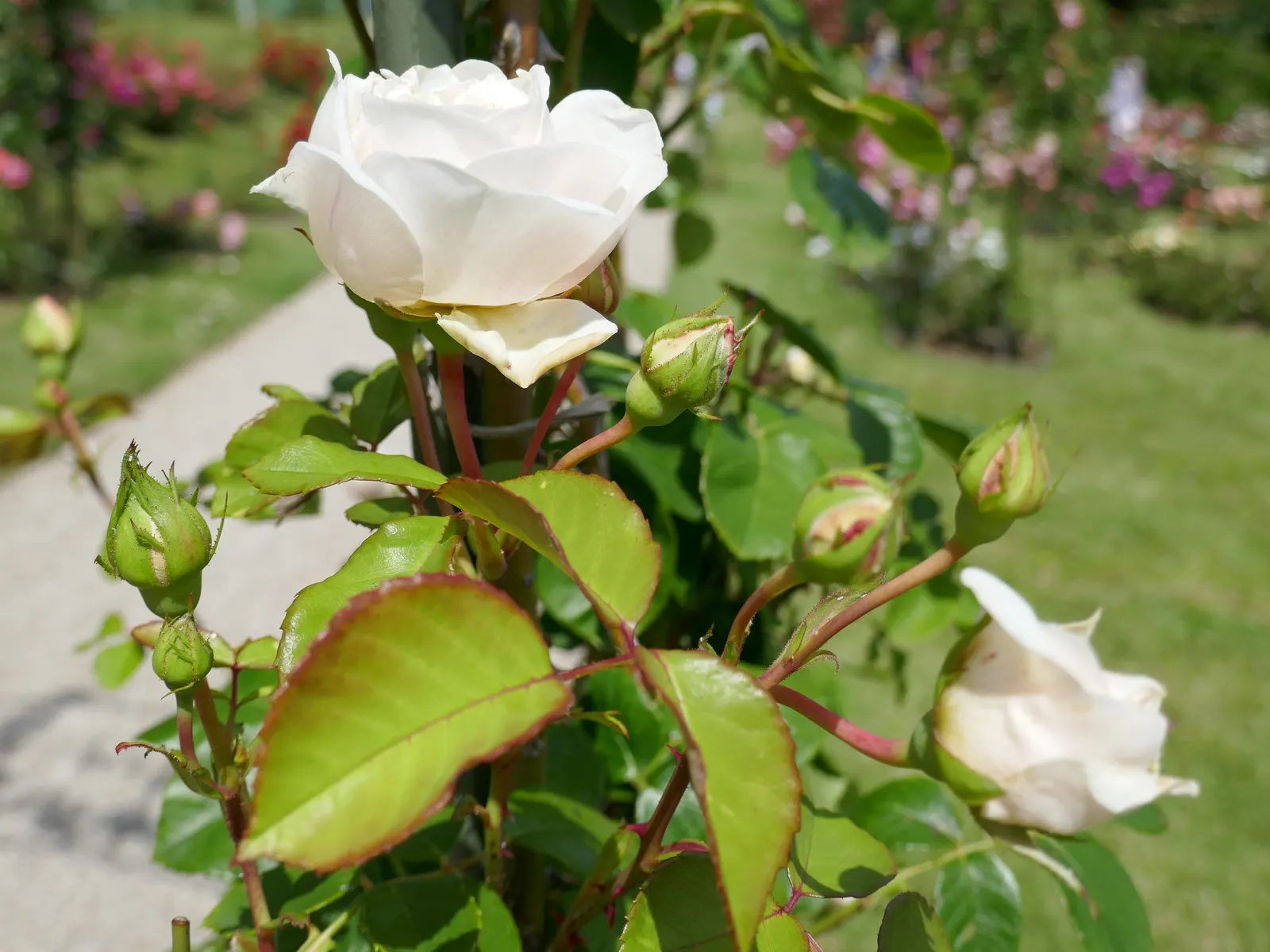 Sombreuil Climbing Rose (Rosa 'Sombreuil') — This vigorous plant can reach heights of 8-12 feet with a 4-6 feet spread