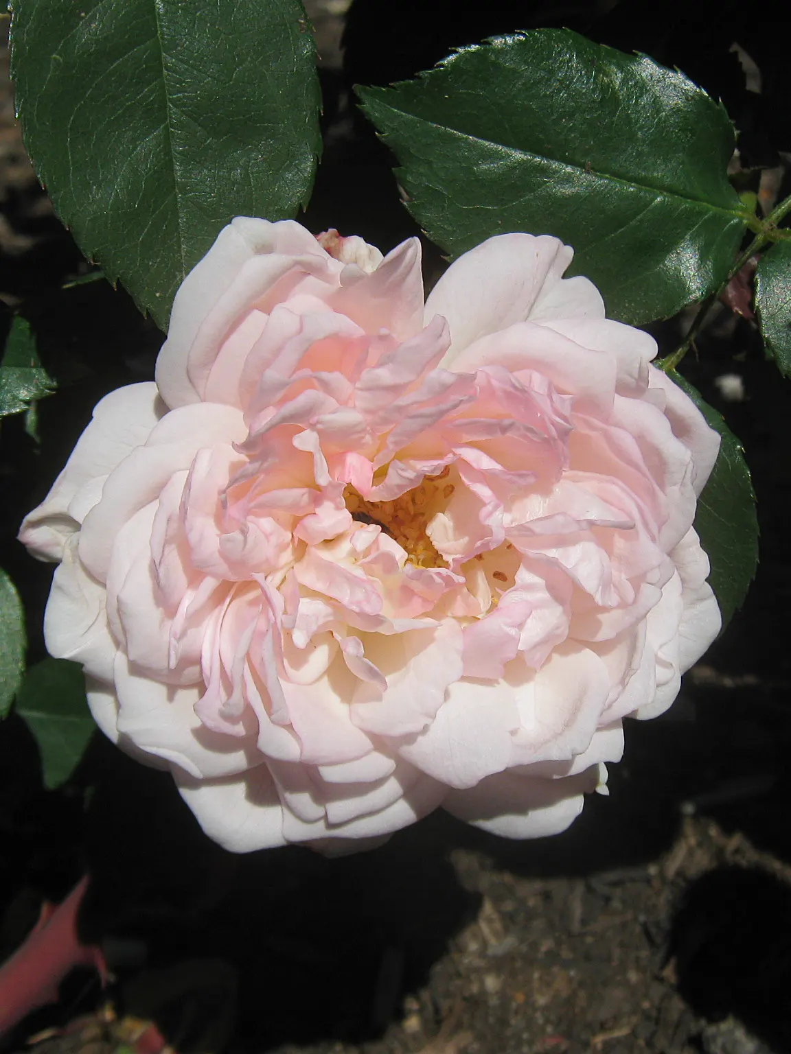 Sombreuil Climbing Rose (Rosa 'Sombreuil') — Consistent watering and routine pruning enhance growth and flowering