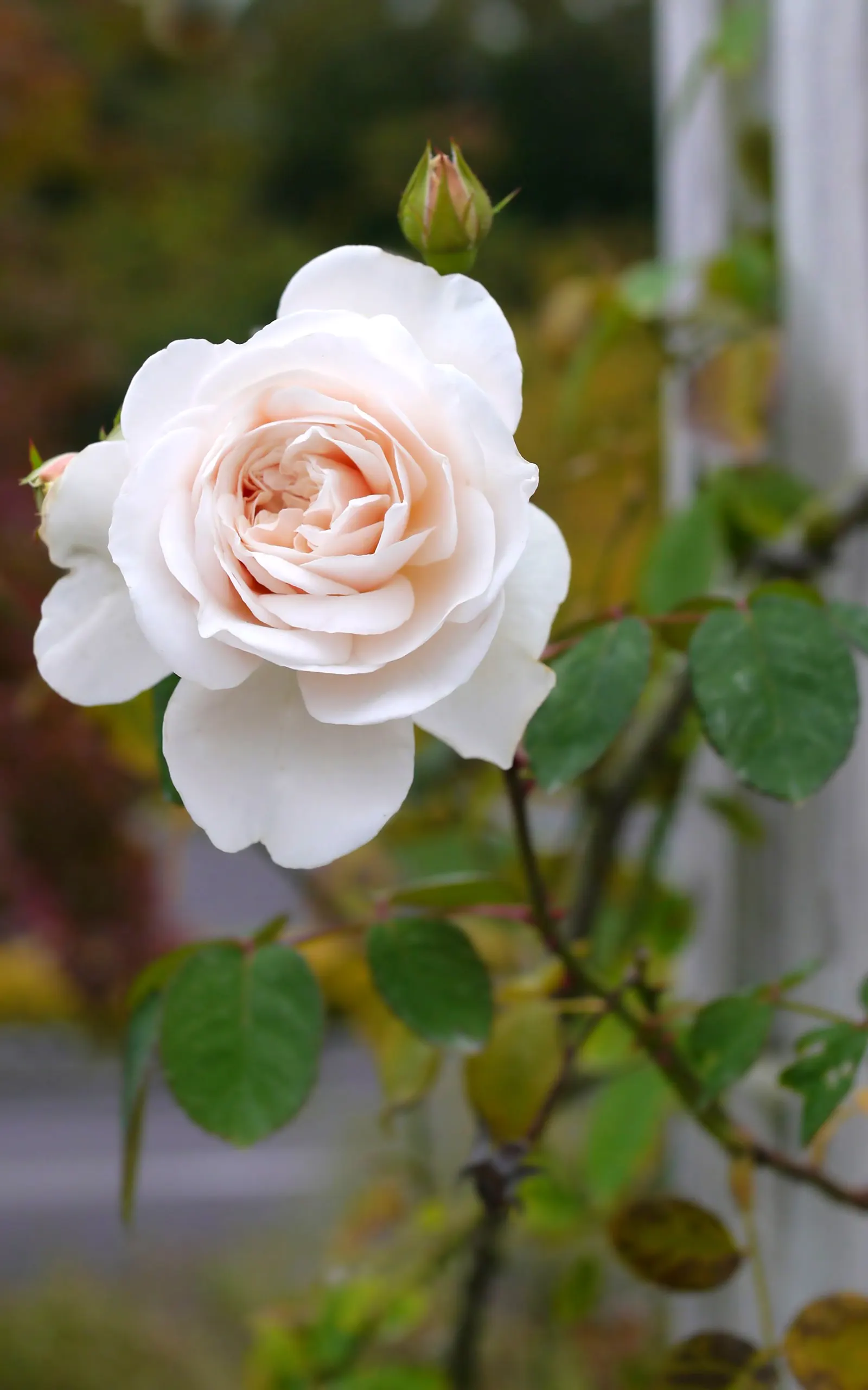 Sombreuil Climbing Rose (Rosa 'Sombreuil') — measuring up to 4 inches in diameter