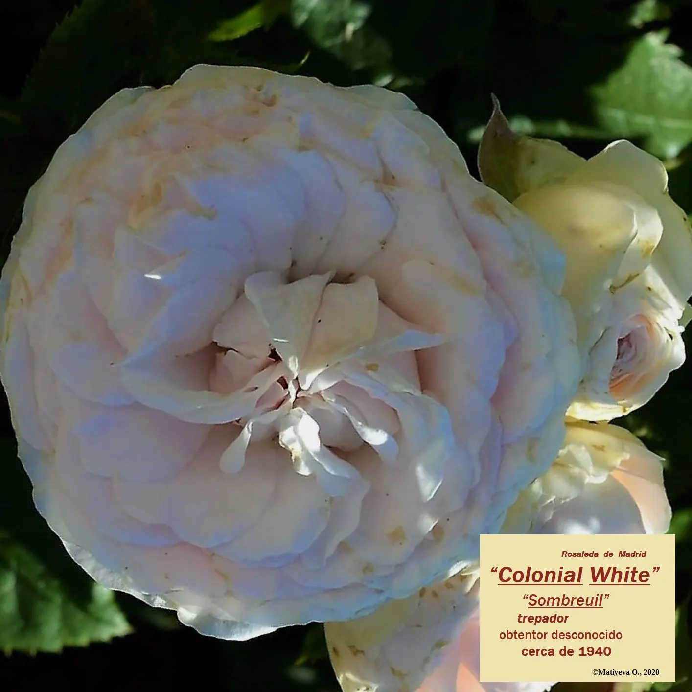 Sombreuil Climbing Rose (Rosa 'Sombreuil') — gracing landscapes with its presence from late spring through fall