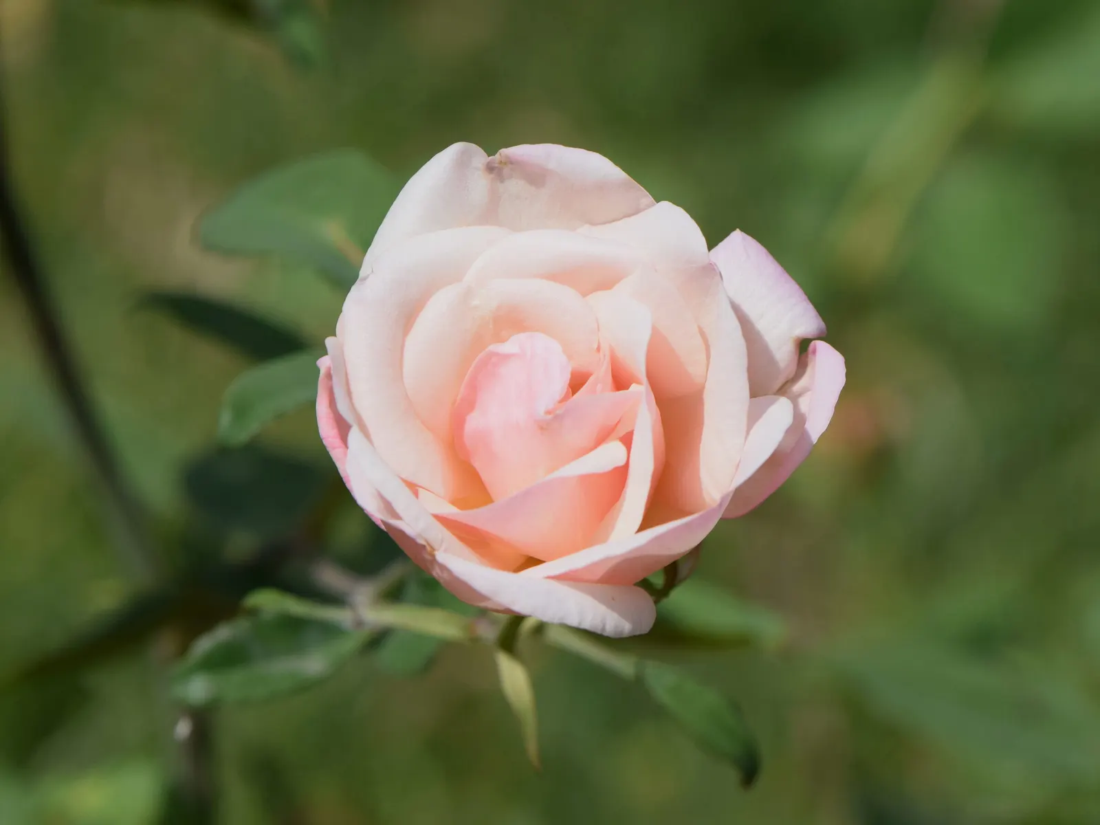 Sombreuil Climbing Rose (Rosa 'Sombreuil') — Hardy in zones 6-9, it requires full sun and well-draining soil