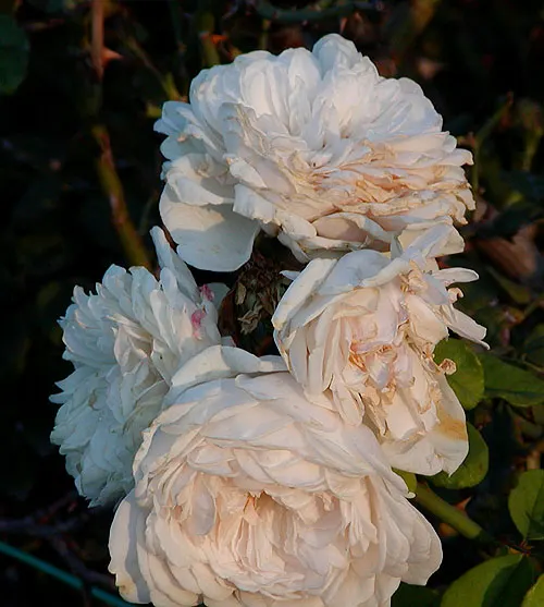 Sombreuil Climbing Rose (Rosa 'Sombreuil') — creamy white blooms with a delicate tea fragrance