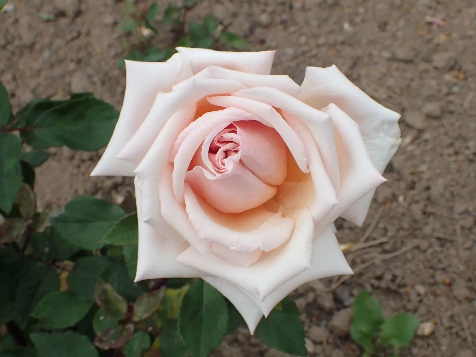 Sombreuil Climbing Rose (Rosa 'Sombreuil') — commonly known as the Sombreuil Climbing Rose