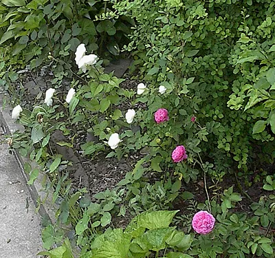 Sombreuil Climbing Rose (Rosa 'Sombreuil') — and fences where vertical interest is desired.<br><br>For the landscape architect