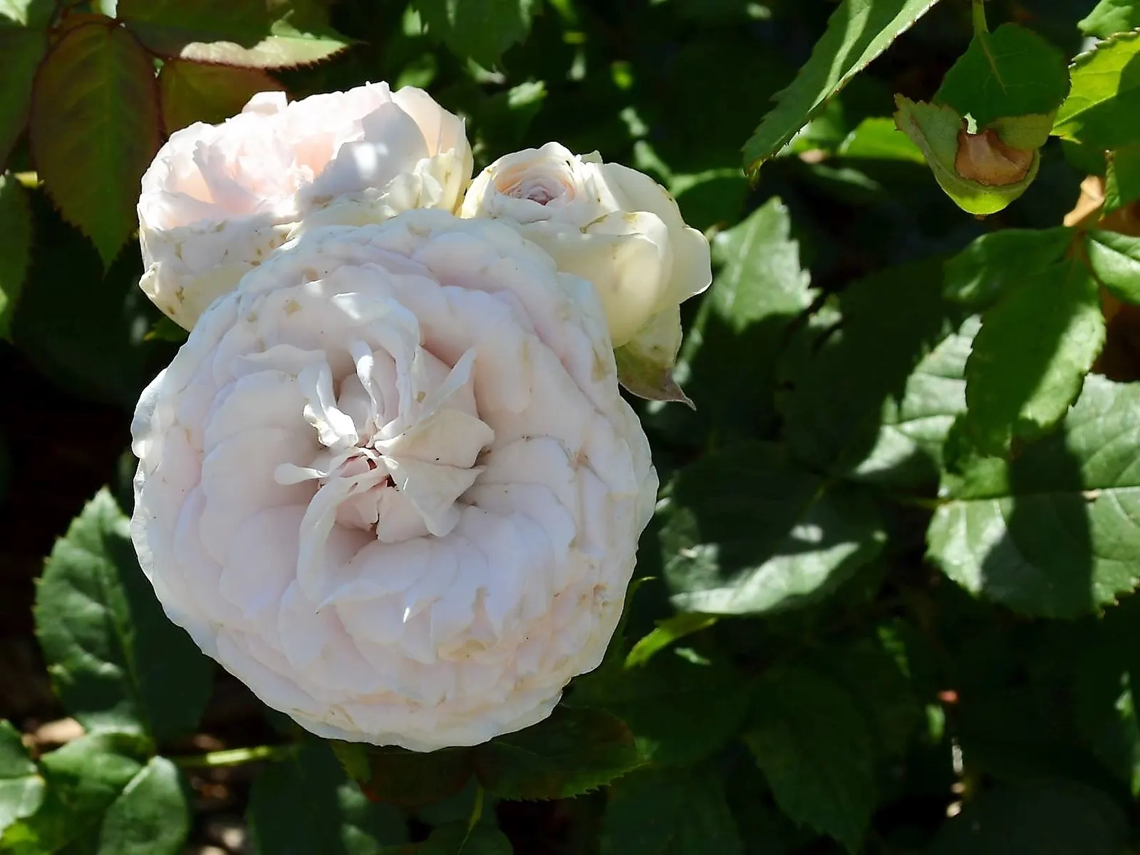 Sombreuil Climbing Rose (Rosa 'Sombreuil') — reaching heights of up to 12 feet with a spread of approximately 10 feet