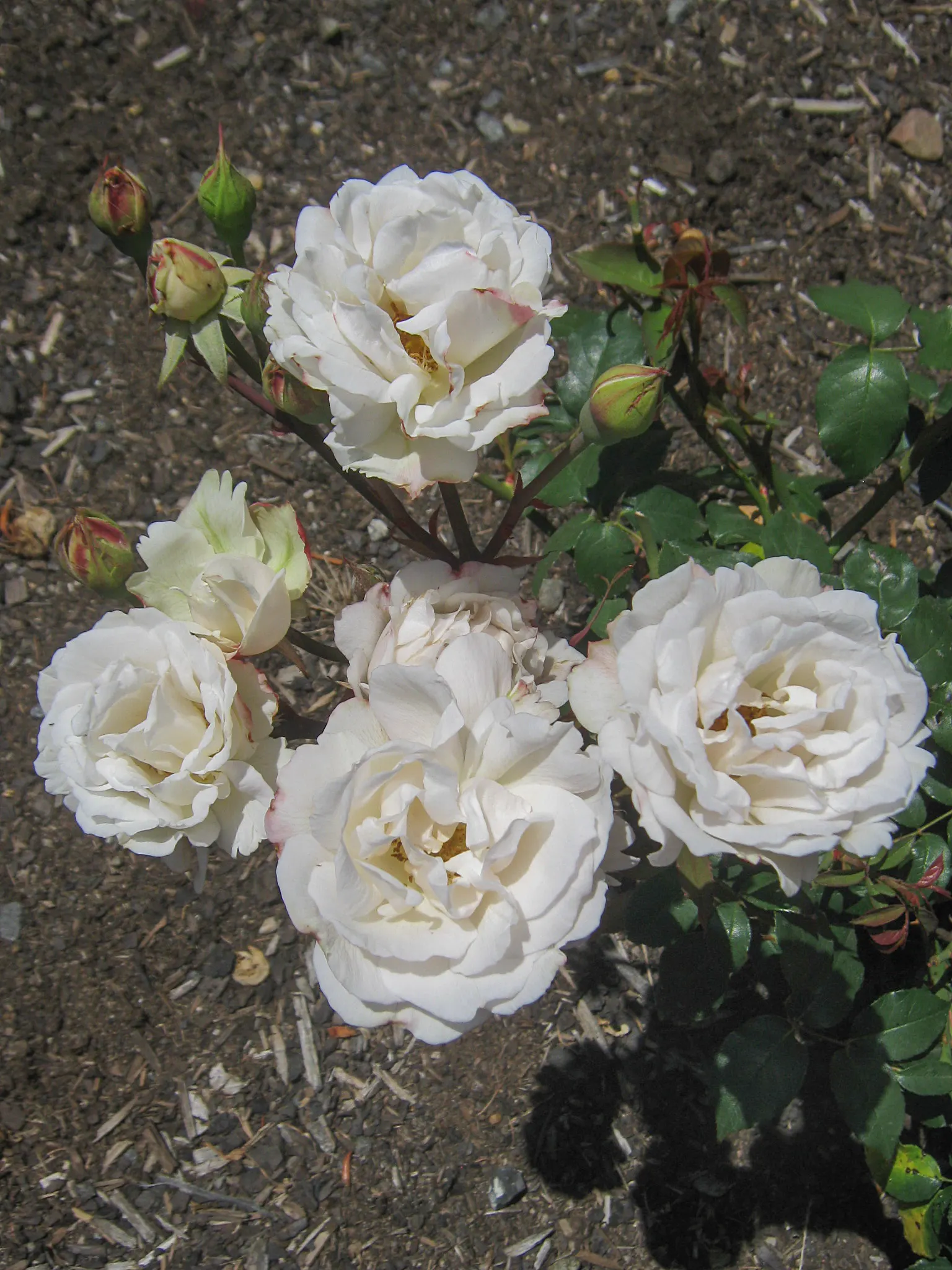 Sombreuil Climbing Rose (Rosa 'Sombreuil') — making it an ideal choice for trellises