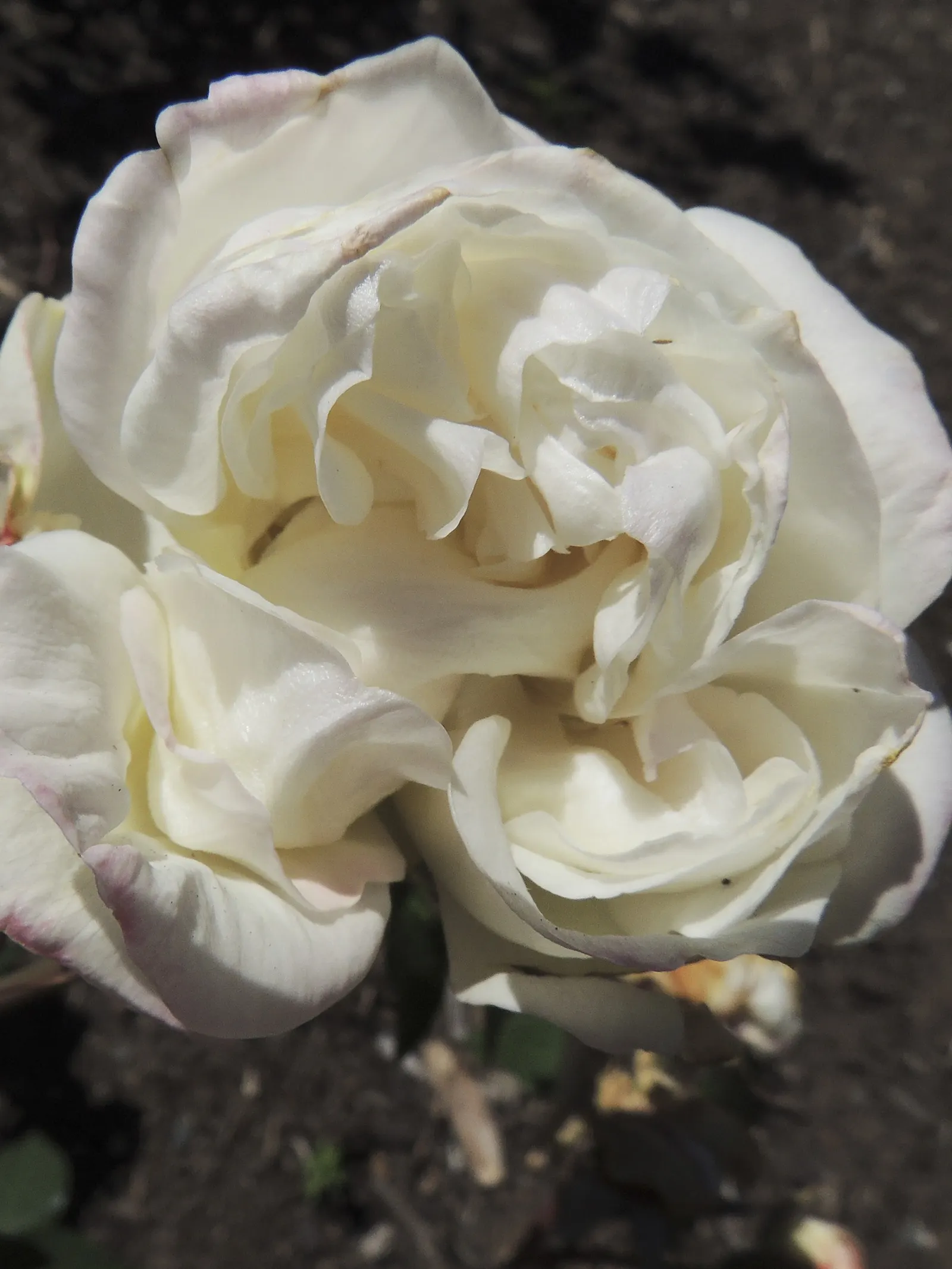 Sombreuil Climbing Rose (Rosa 'Sombreuil') — The blooms possess a delicate tea fragrance which can add a sensory layer to the garden experience