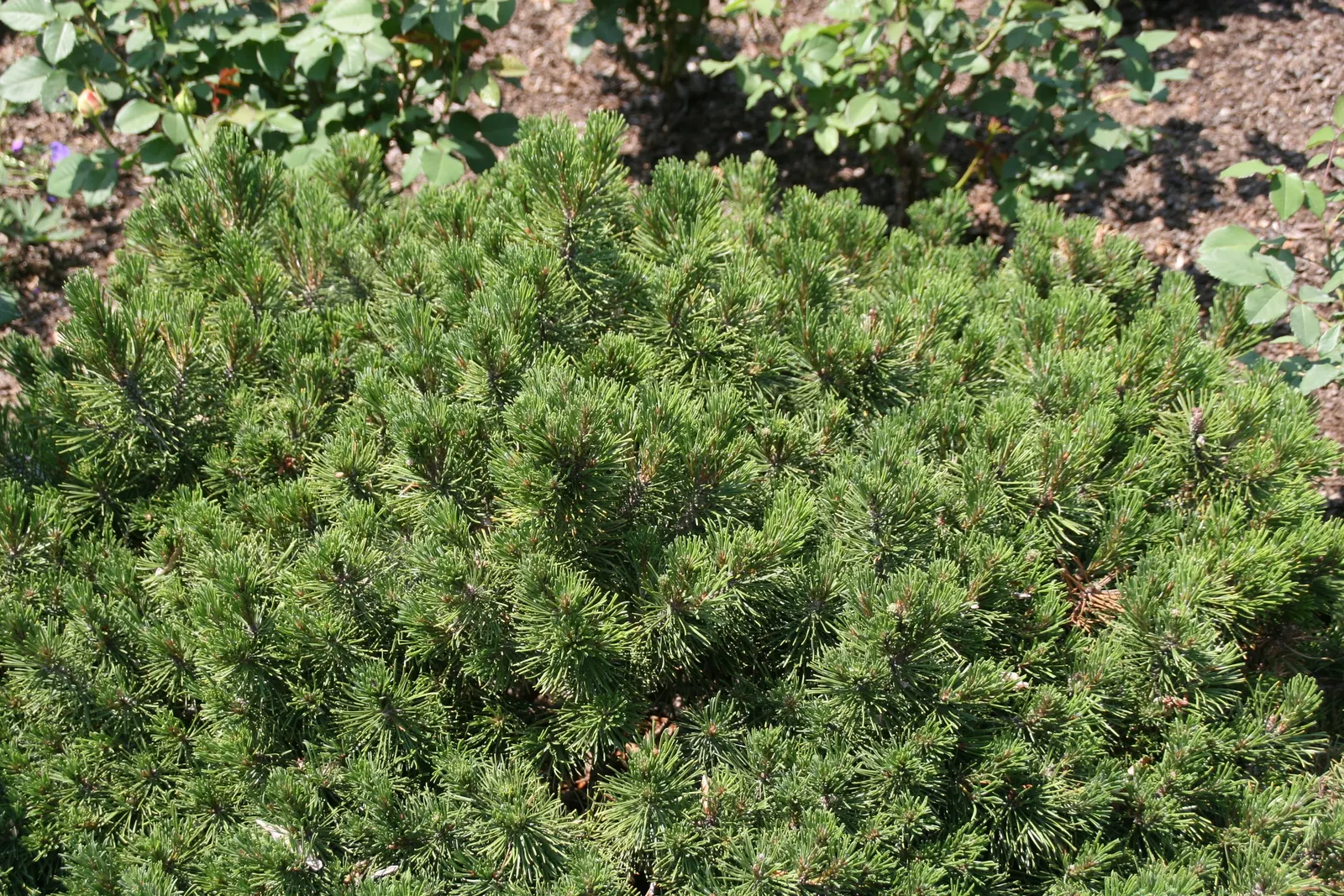 Slowmound Pine (Pinus Mugo 'Slowmound') — paired with rich green needles that retain color year-round