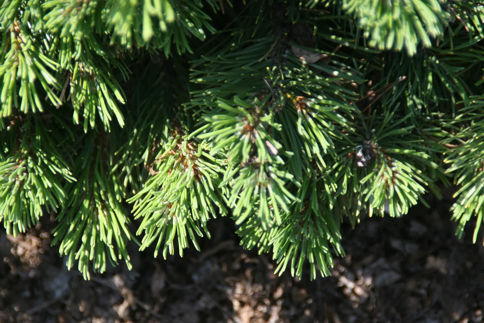 Slowmound Pine (Pinus Mugo 'Slowmound') — ensures low maintenance and consistent texture in the landscape