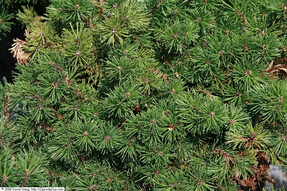 Slowmound Pine (Pinus Mugo 'Slowmound') — The Slowmound Pine (Pinus mugo 'Slowmound') is a compact, evergreen conifer with a round, dense growth habit