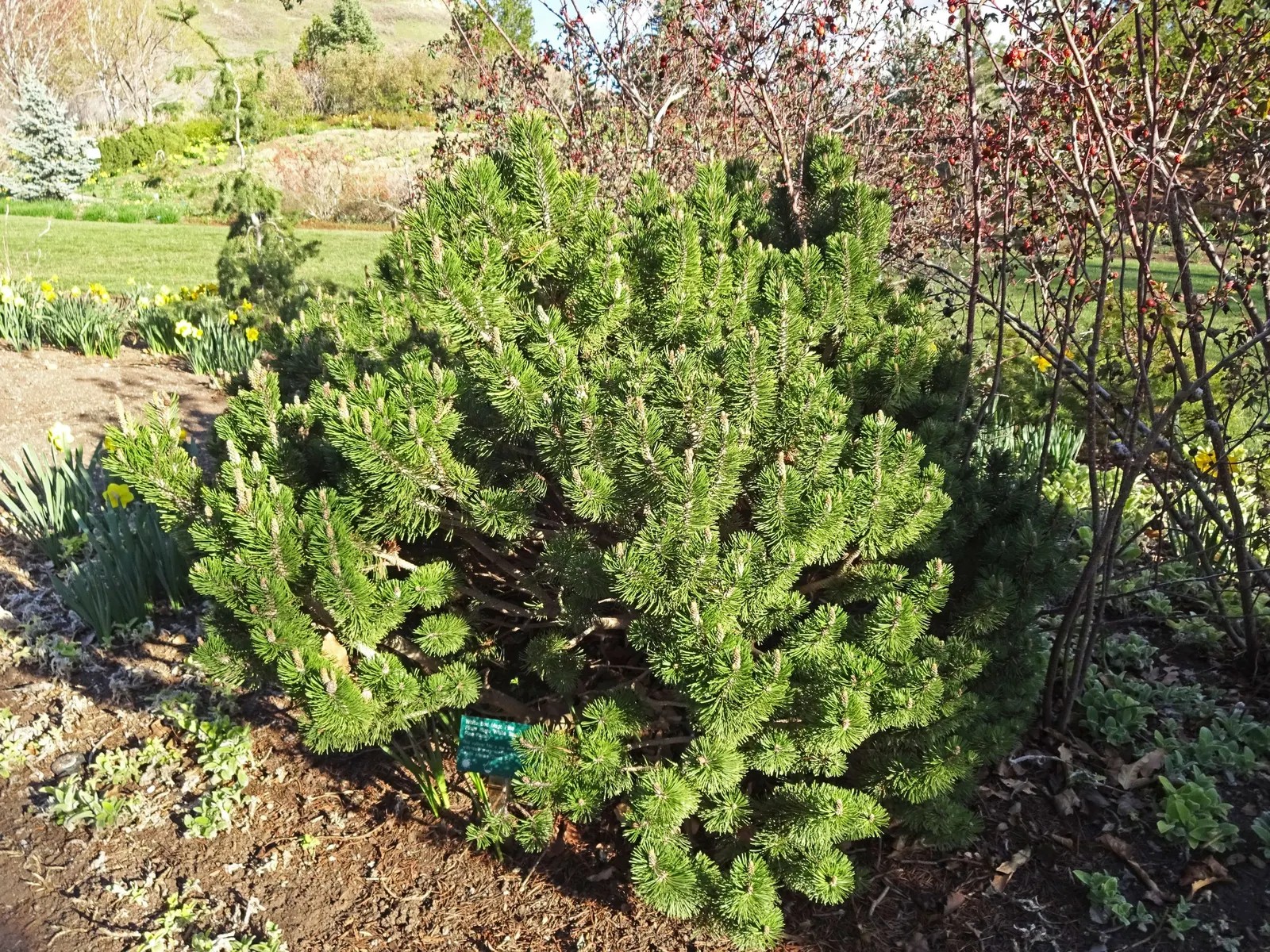 Slowmound Pine (Pinus Mugo 'Slowmound') — This dwarf cultivar matures to approximately 2-3 feet tall and wide