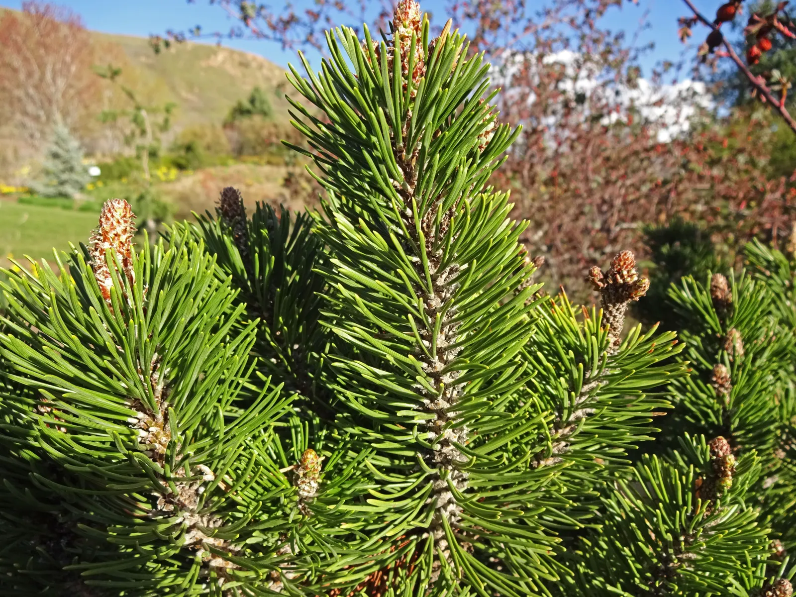 Slowmound Pine (Pinus Mugo 'Slowmound') — making it an ideal choice for small garden spaces or rockeries