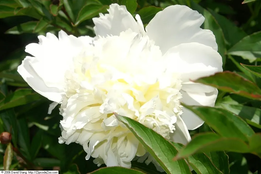 Charles White Peony (Paeonia 'Charles White') — Blossoms in late spring, reaching a mature size of roughly 34 inches in height and spread