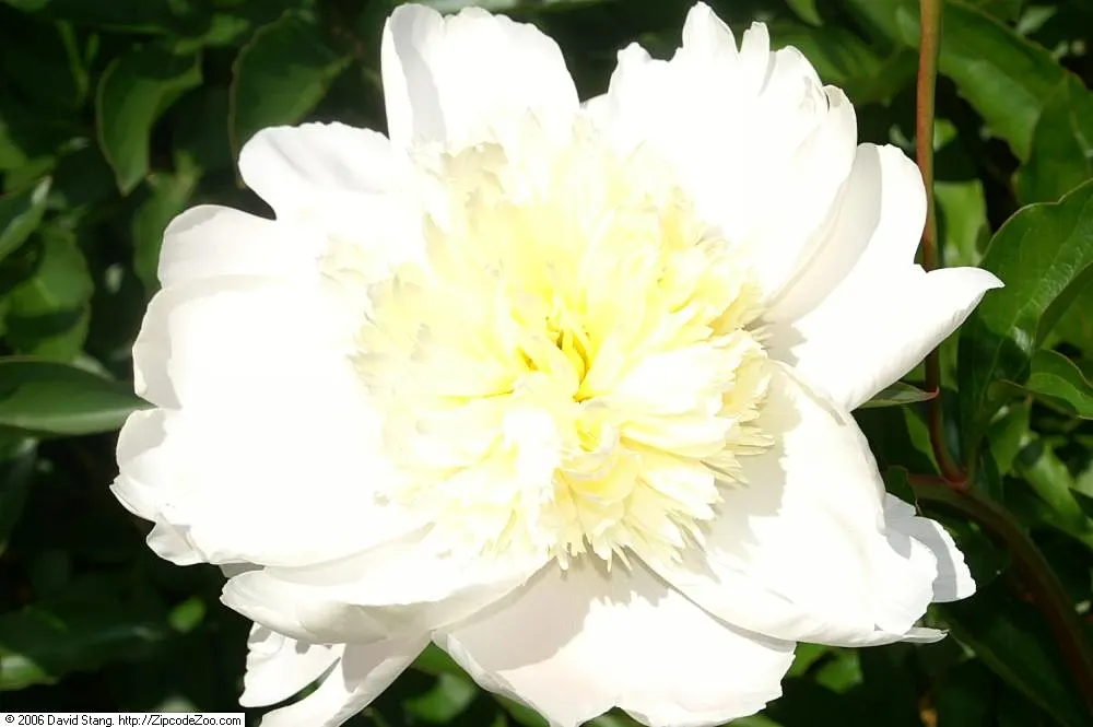 Charles White Peony (Paeonia 'Charles White') — a captivating herbaceous peony