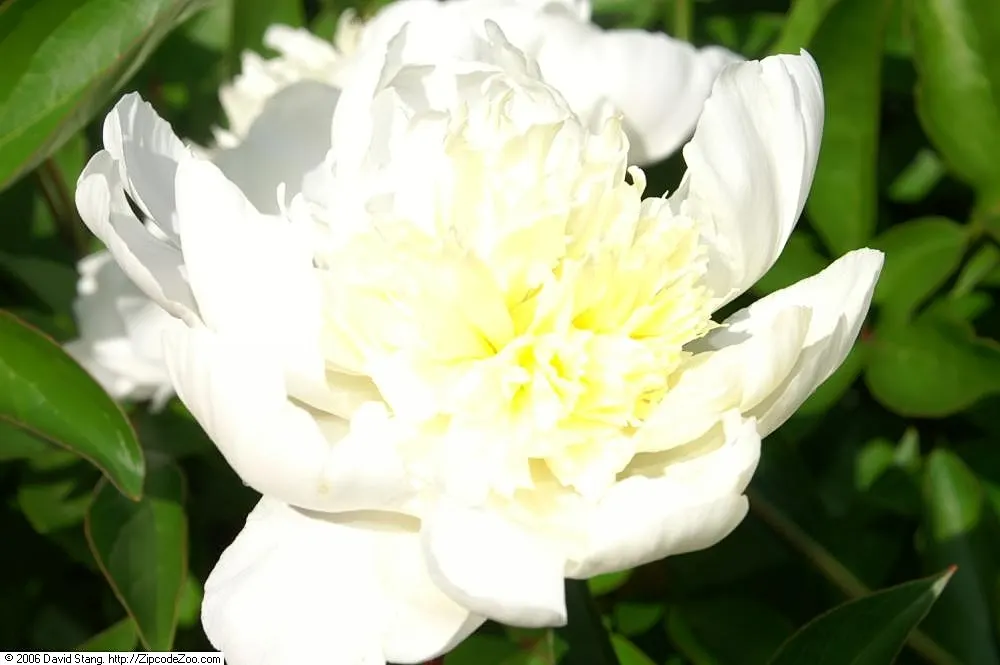 Charles White Peony (Paeonia 'Charles White') — An eye-catching addition to any garden providing contrast alongside green foliage