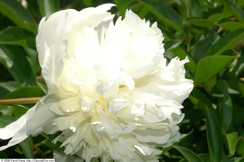 Charles White Peony (Paeonia 'Charles White') — double white blooms up to 8 inches across with a subtle fragrance