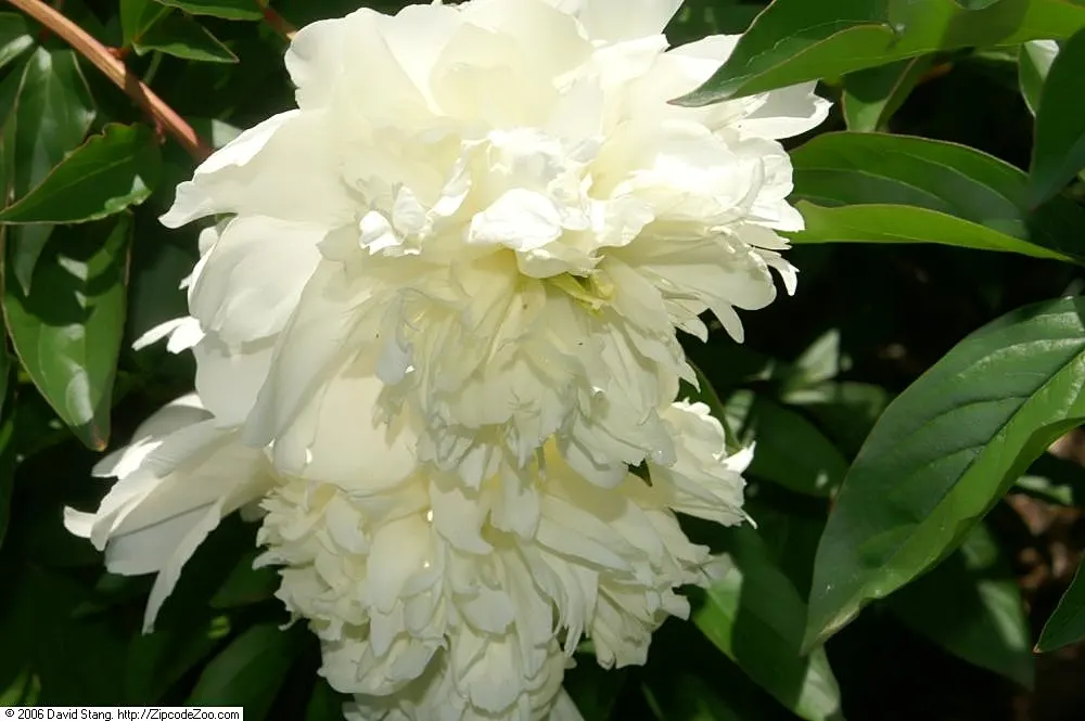 Charles White Peony (Paeonia 'Charles White') — Prefers full sun to partial shade in well-drained soil