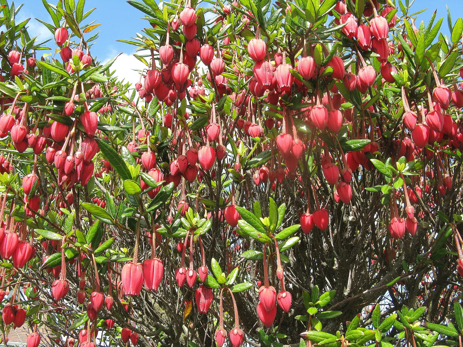 Lily Of The Valley Tree (Crinodendron Patagua) — It is suitable for USDA hardiness zones 8 through 10