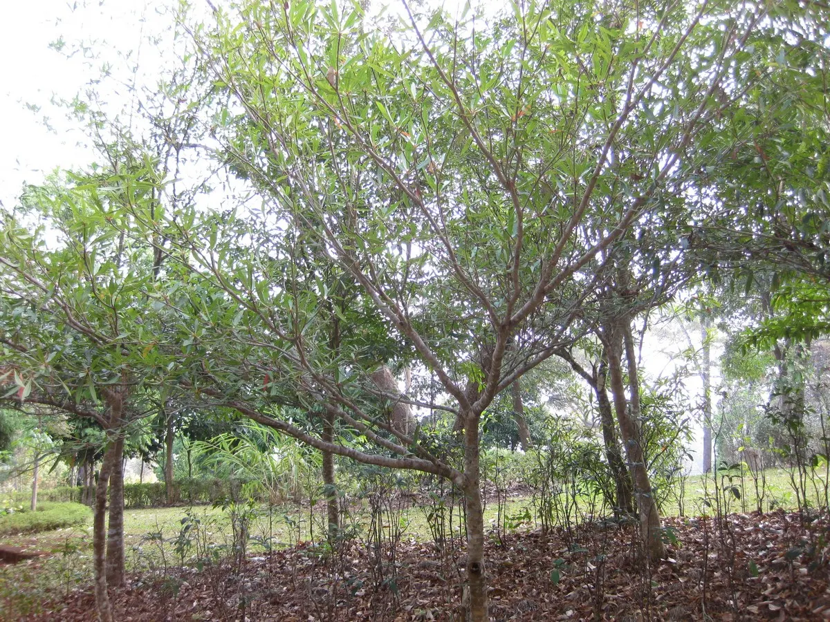 Lily Of The Valley Tree (Crinodendron Patagua) — making it relatively low maintenance