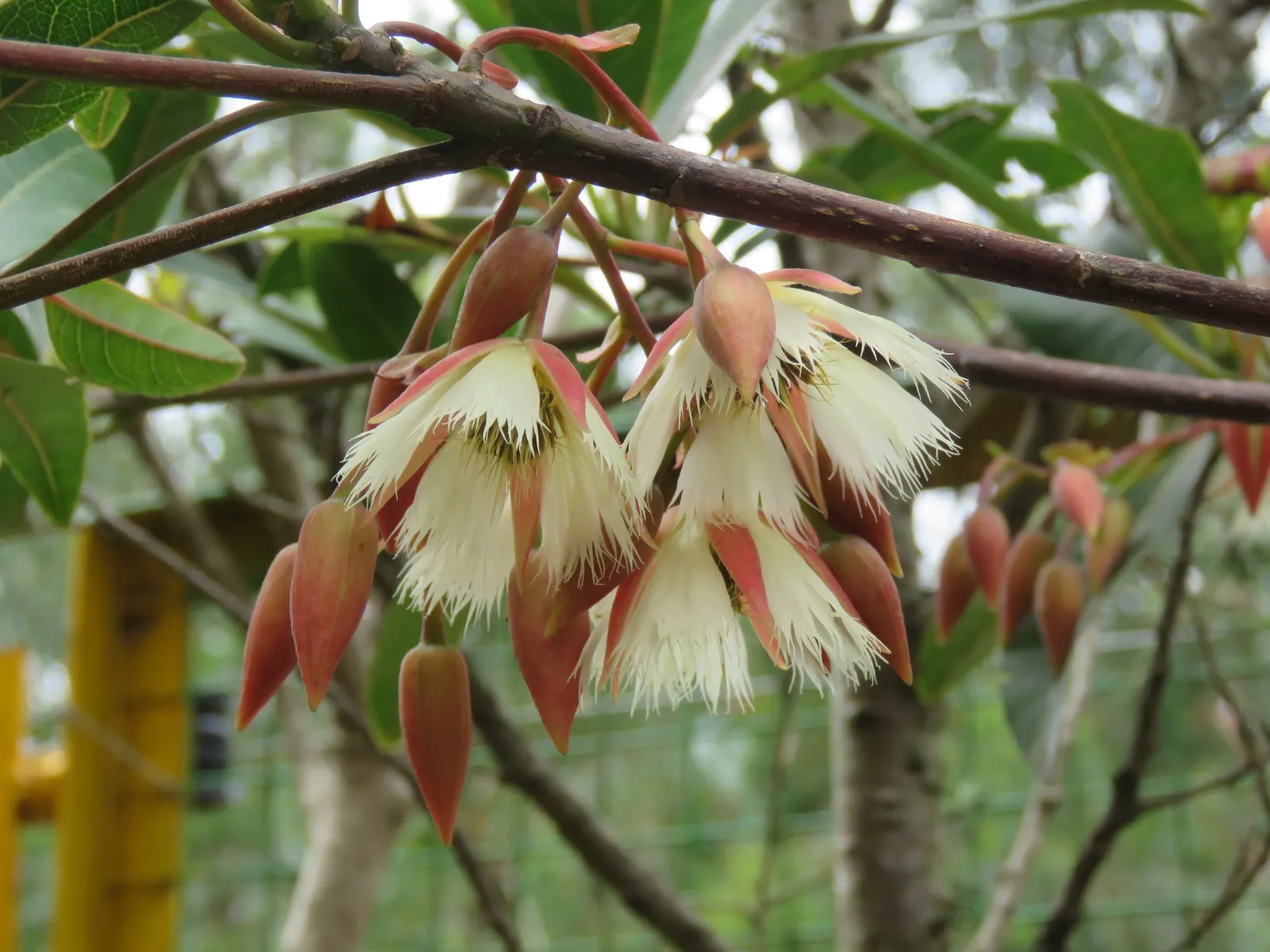 Lily Of The Valley Tree (Crinodendron Patagua) — with a canopy spread of around 15 to 20 feet; making it relatively low maintenance, image 46