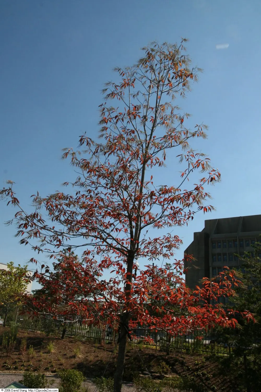 Lily Of The Valley Tree (Crinodendron Patagua) — with a canopy spread of around 15 to 20 feet; making it relatively low maintenance, image 65