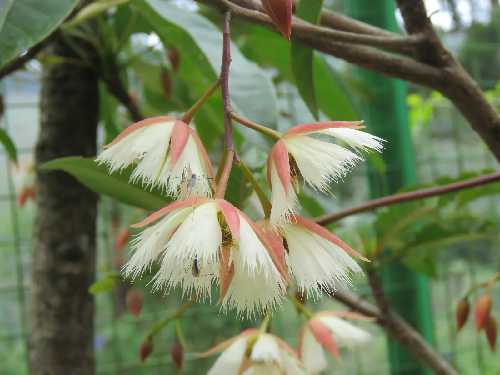 Lily Of The Valley Tree (Crinodendron Patagua) — is a captivating and ornamental evergreen species native to the central and southern regions of Chile