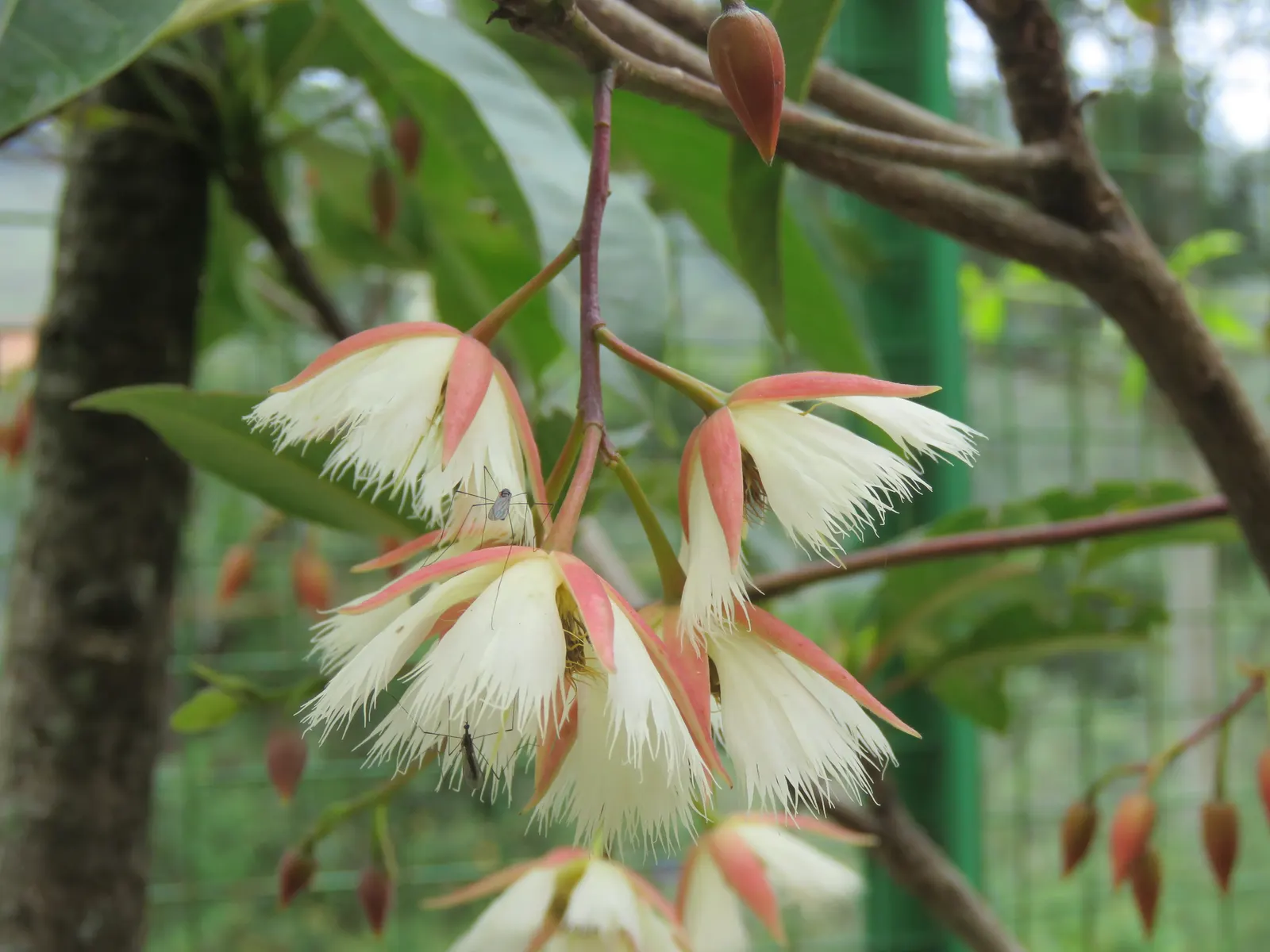 Lily Of The Valley Tree (Crinodendron Patagua) — revered for its profuse white; preferring well-drained soil, it thrives in full sun to partial shade