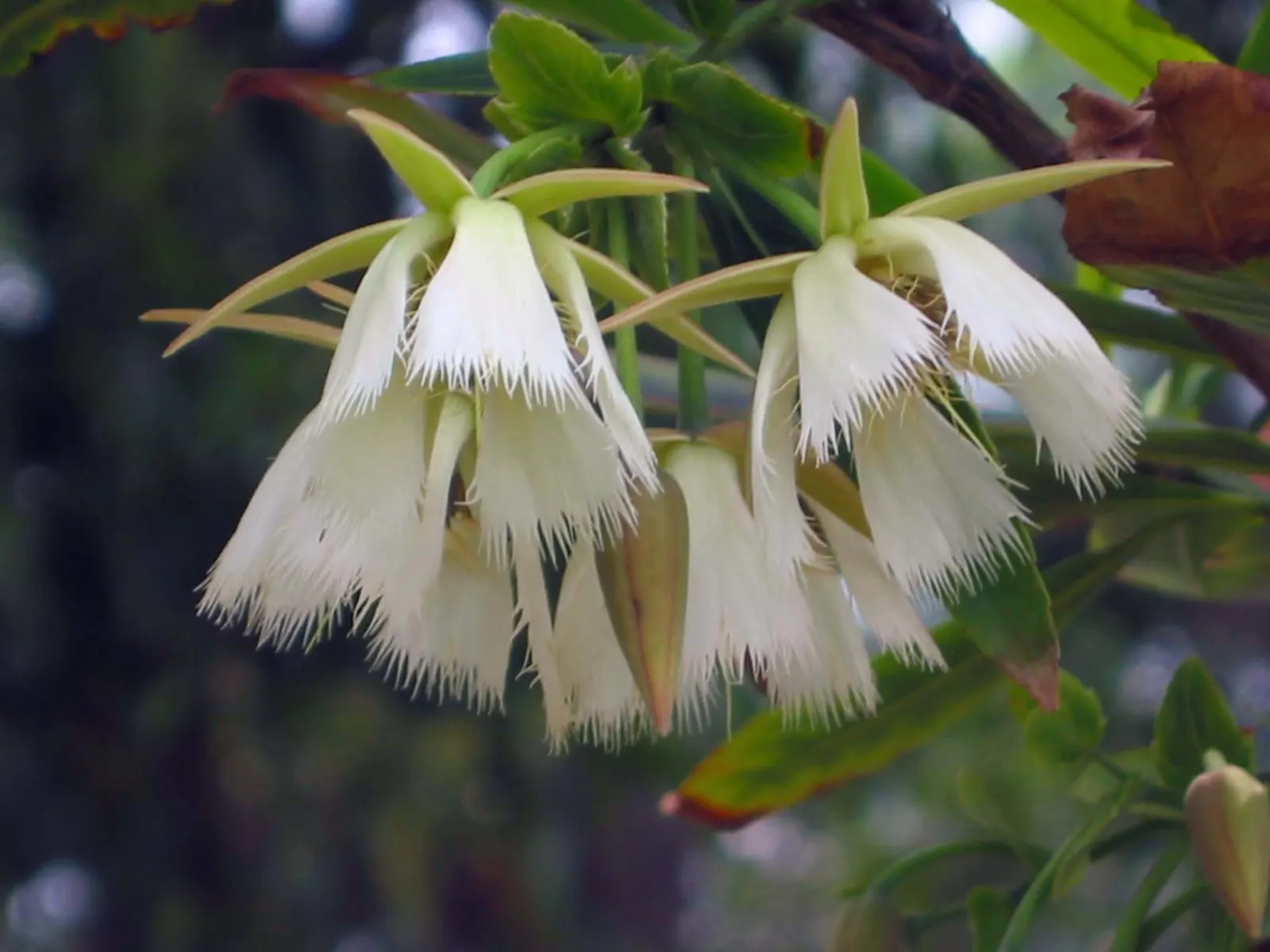 Lily Of The Valley Tree (Crinodendron Patagua) — It is suitable for USDA hardiness zones 8 through 10; hardy and low-maintenance, it's ideal for, image 69
