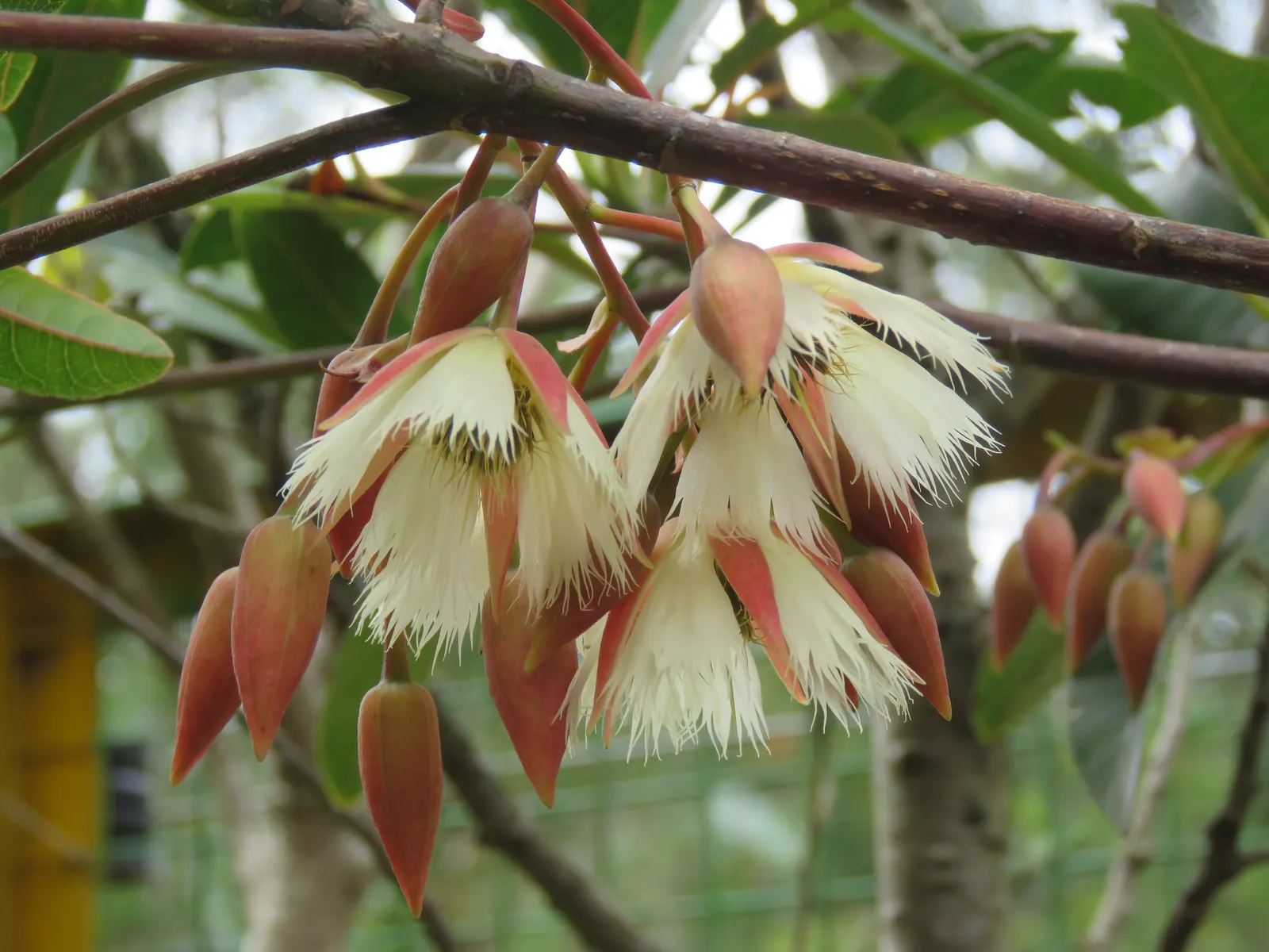 Lily Of The Valley Tree (Crinodendron Patagua) — These flowers are typically 1 inch in length and can be expected to emerge in late spring to early summer