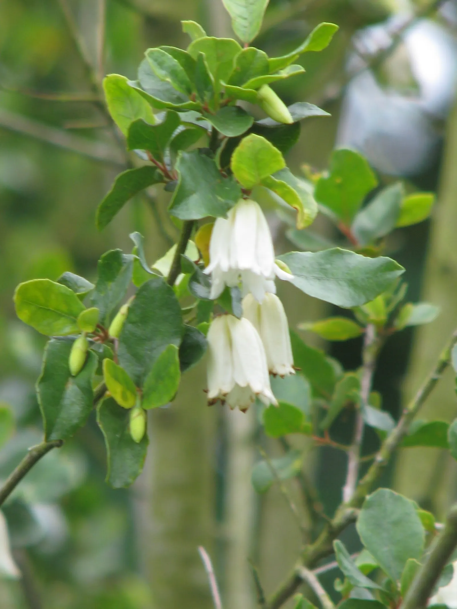 Lily Of The Valley Tree (Crinodendron Patagua) — Preferring well-drained soil, it thrives in full sun to partial shade; scientifically named Crinodendron