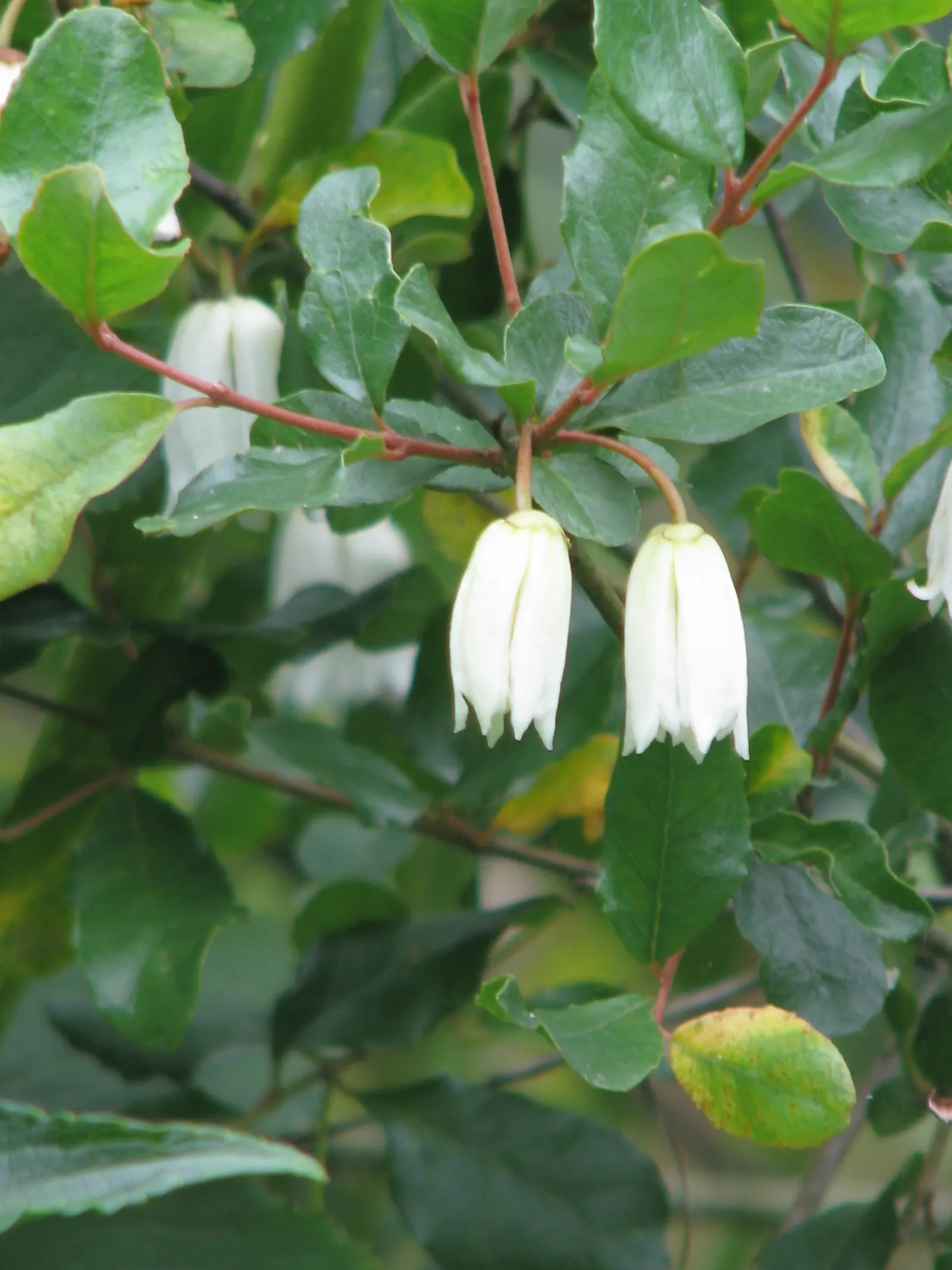 Lily Of The Valley Tree (Crinodendron Patagua) — making it relatively low maintenance; is a captivating and ornamental evergreen species native to, image 53