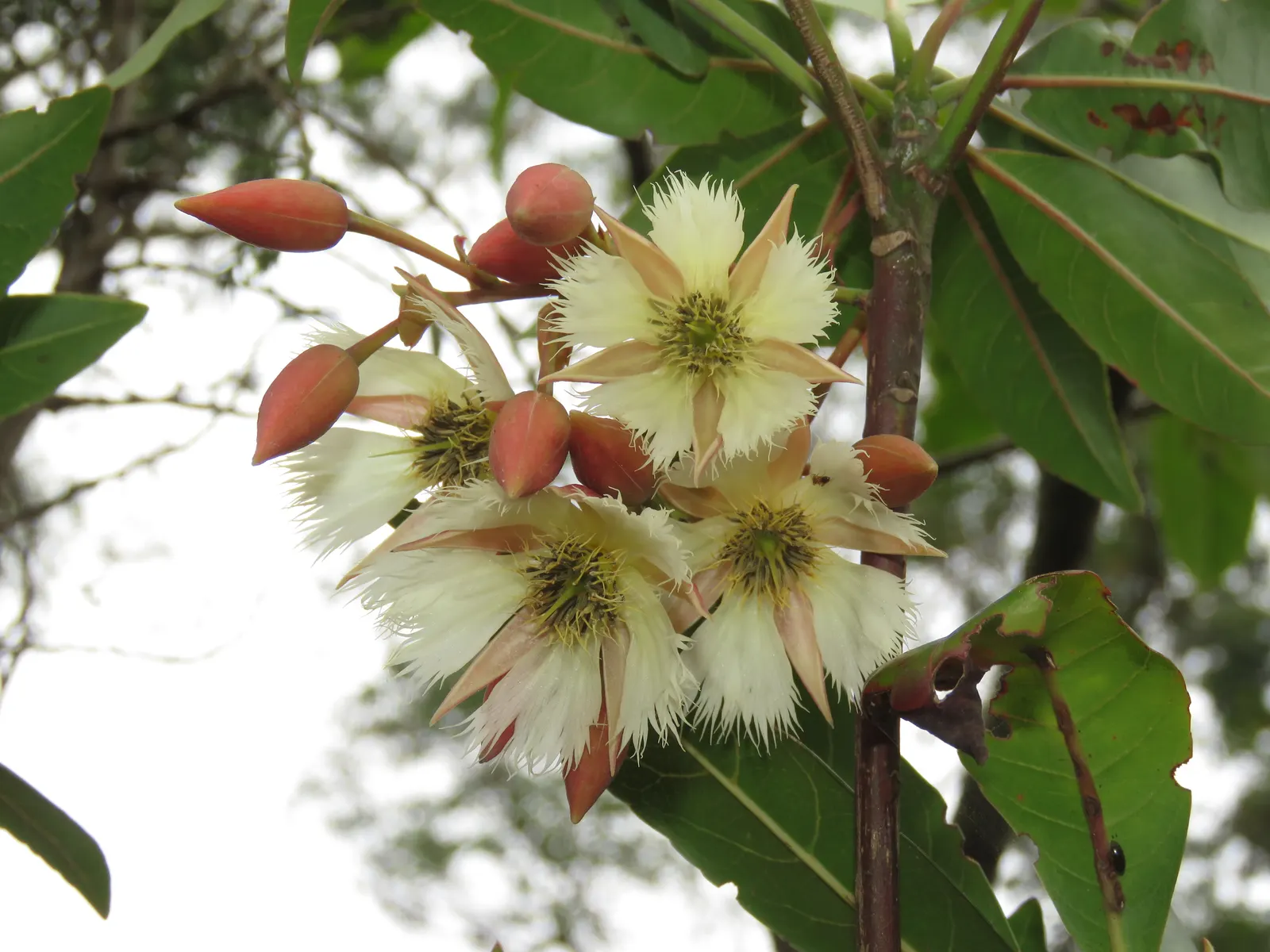 Lily Of The Valley Tree (Crinodendron Patagua) — white flowers in the garden; bell-shaped flowers resembling the namesake perennial