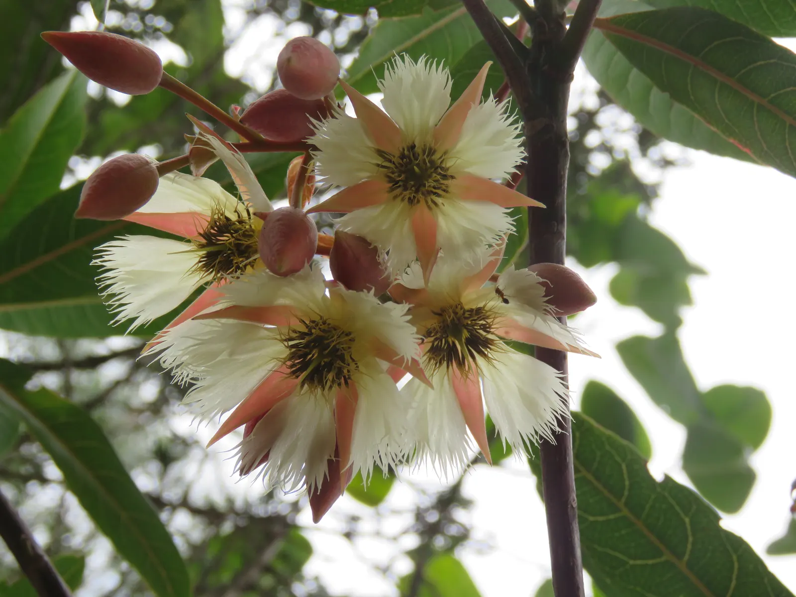 Lily Of The Valley Tree (Crinodendron Patagua) — bell-shaped flowers resembling the namesake perennial; these flowers are typically 1 inch in, image 40