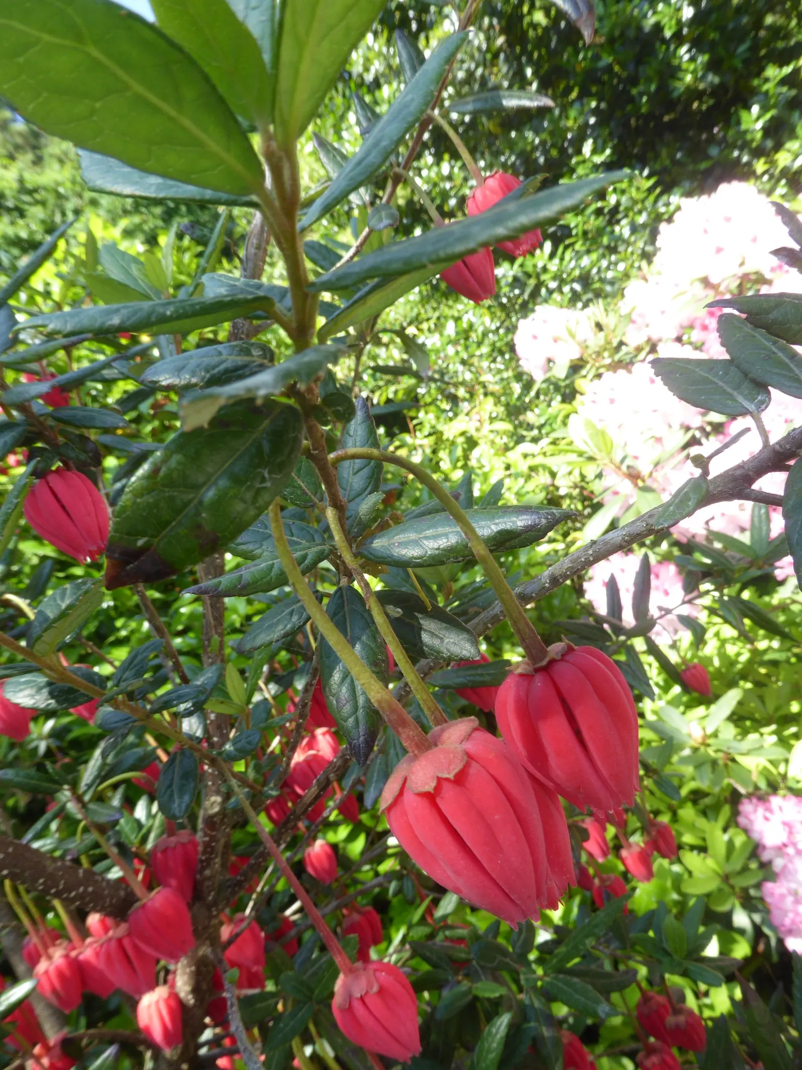 Lily Of The Valley Tree (Crinodendron Patagua) — Hardy and low-maintenance, it's ideal for creating focal points in temperate gardens, Zones 8-10