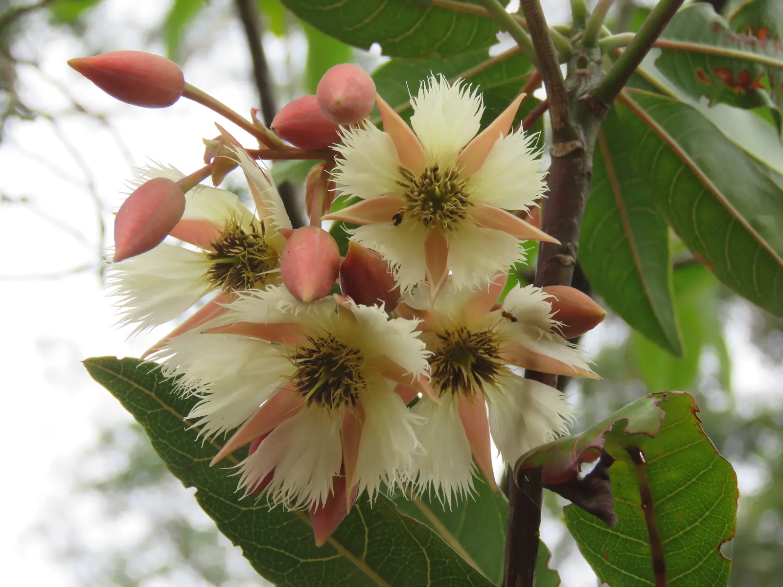 Lily Of The Valley Tree (Crinodendron Patagua) — is a captivating and ornamental evergreen species native to the central and southern regions of Chile; with a