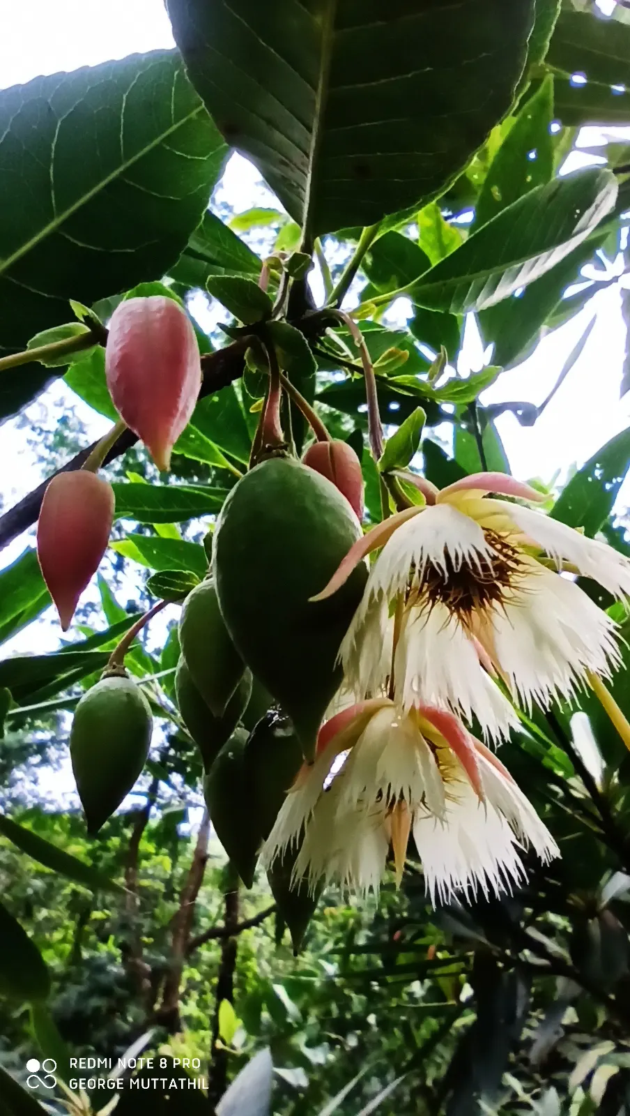 Lily Of The Valley Tree (Crinodendron Patagua) — shrub / tree with white blooms; creating an elegant rounded silhouette in your landscape, image 56