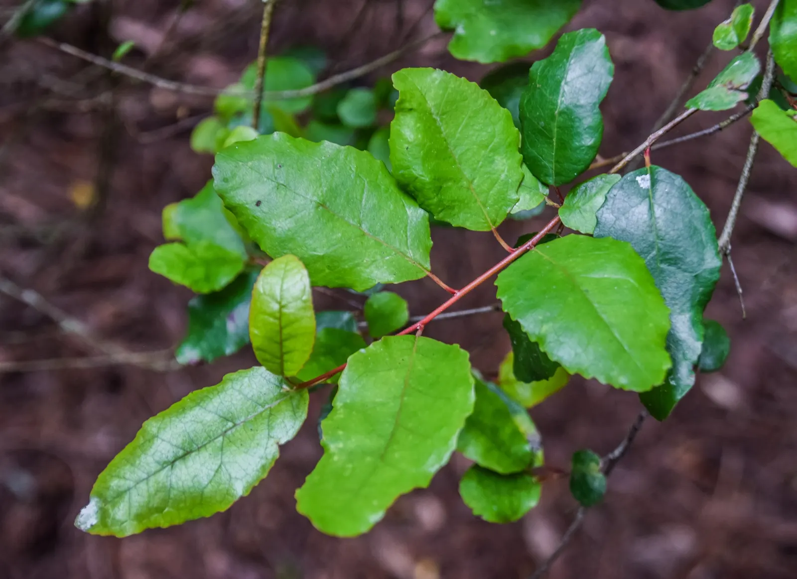 Lily Of The Valley Tree (Crinodendron Patagua) — shrub / tree for full or half; regular pruning is not essential, image 57