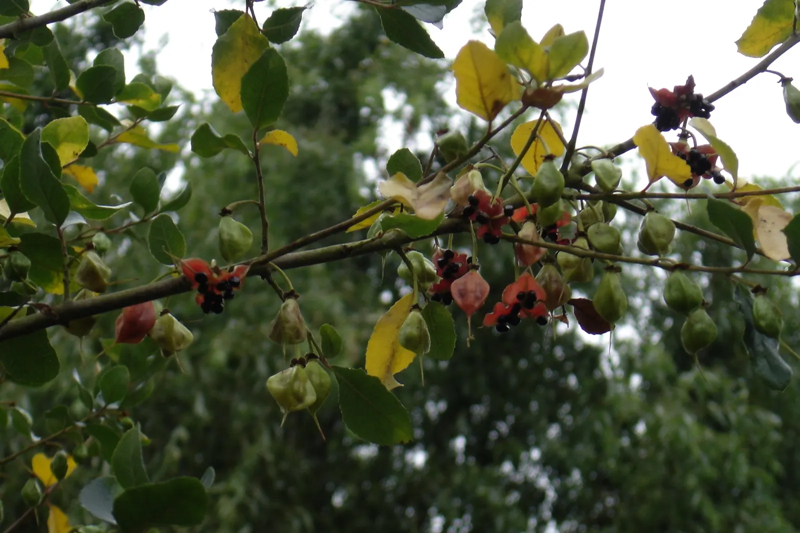 Lily Of The Valley Tree (Crinodendron Patagua) — shrub / tree for full or half