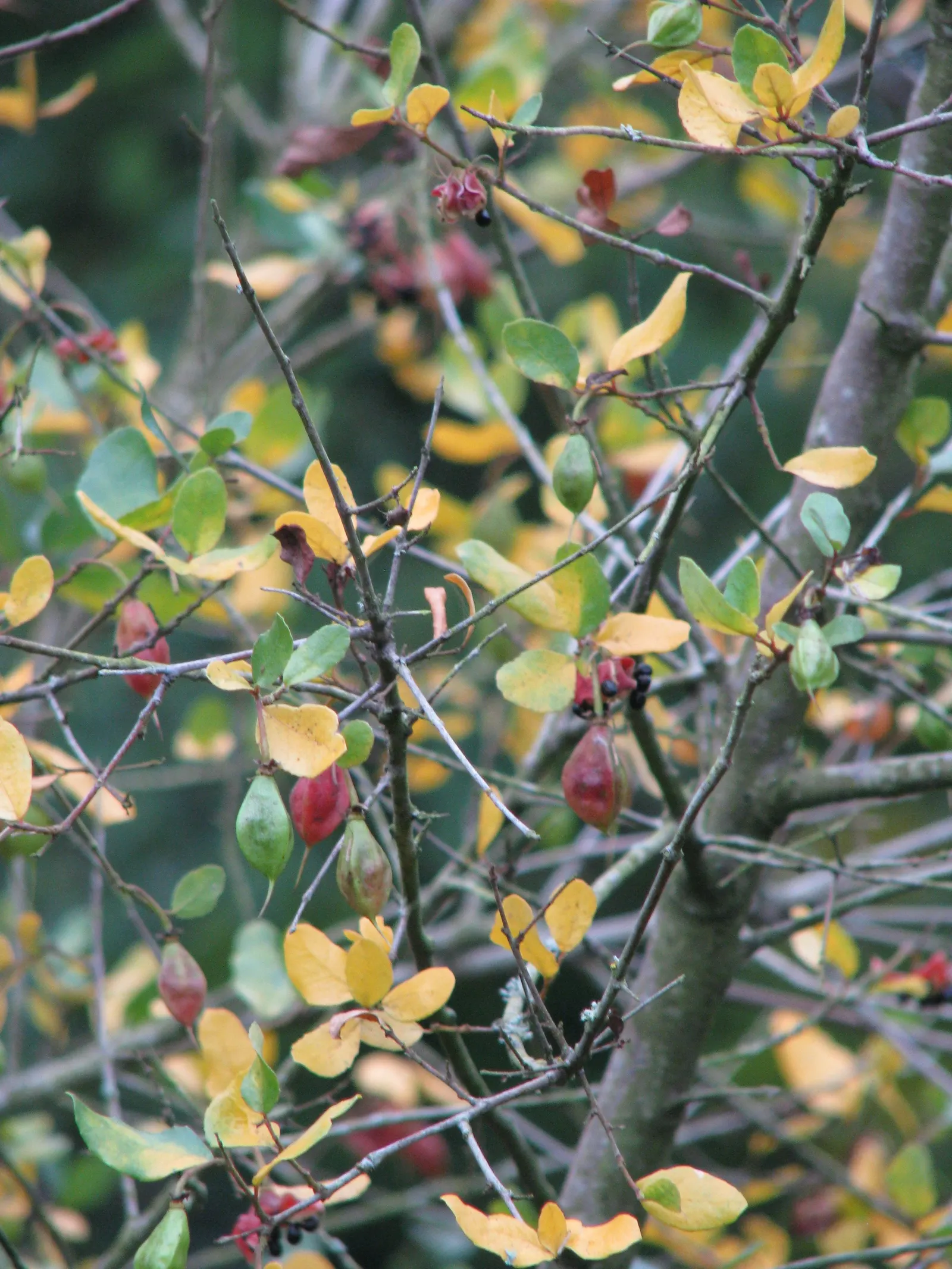 Lily Of The Valley Tree (Crinodendron Patagua) — with a canopy spread of around 15 to 20 feet; making it relatively low maintenance
