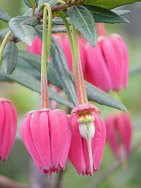 Lily Of The Valley Tree (Crinodendron Patagua) — which are moderate once established
