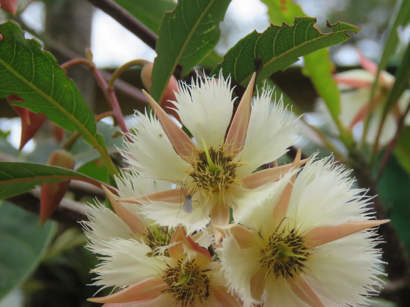 Lily Of The Valley Tree (Crinodendron Patagua) — white flowers in the garden; bell-shaped flowers resembling the namesake perennial, image 55