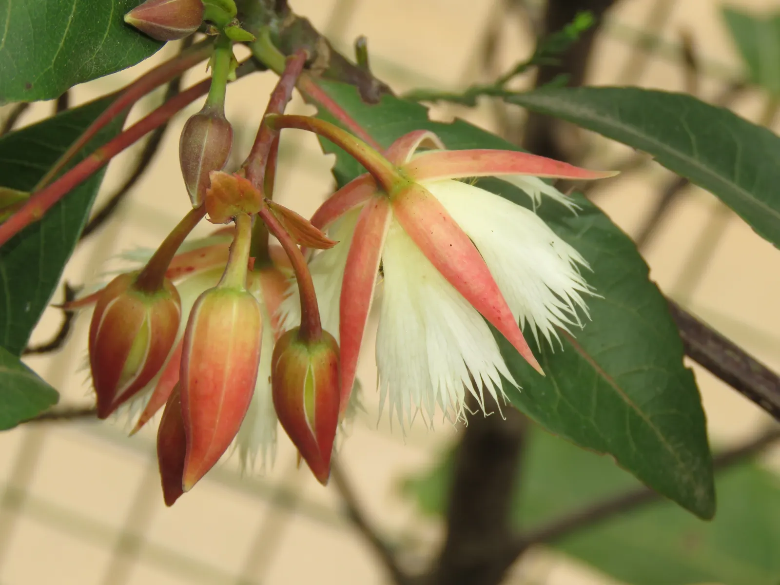 Lily Of The Valley Tree (Crinodendron Patagua) — Regular pruning is not essential; which are moderate once established