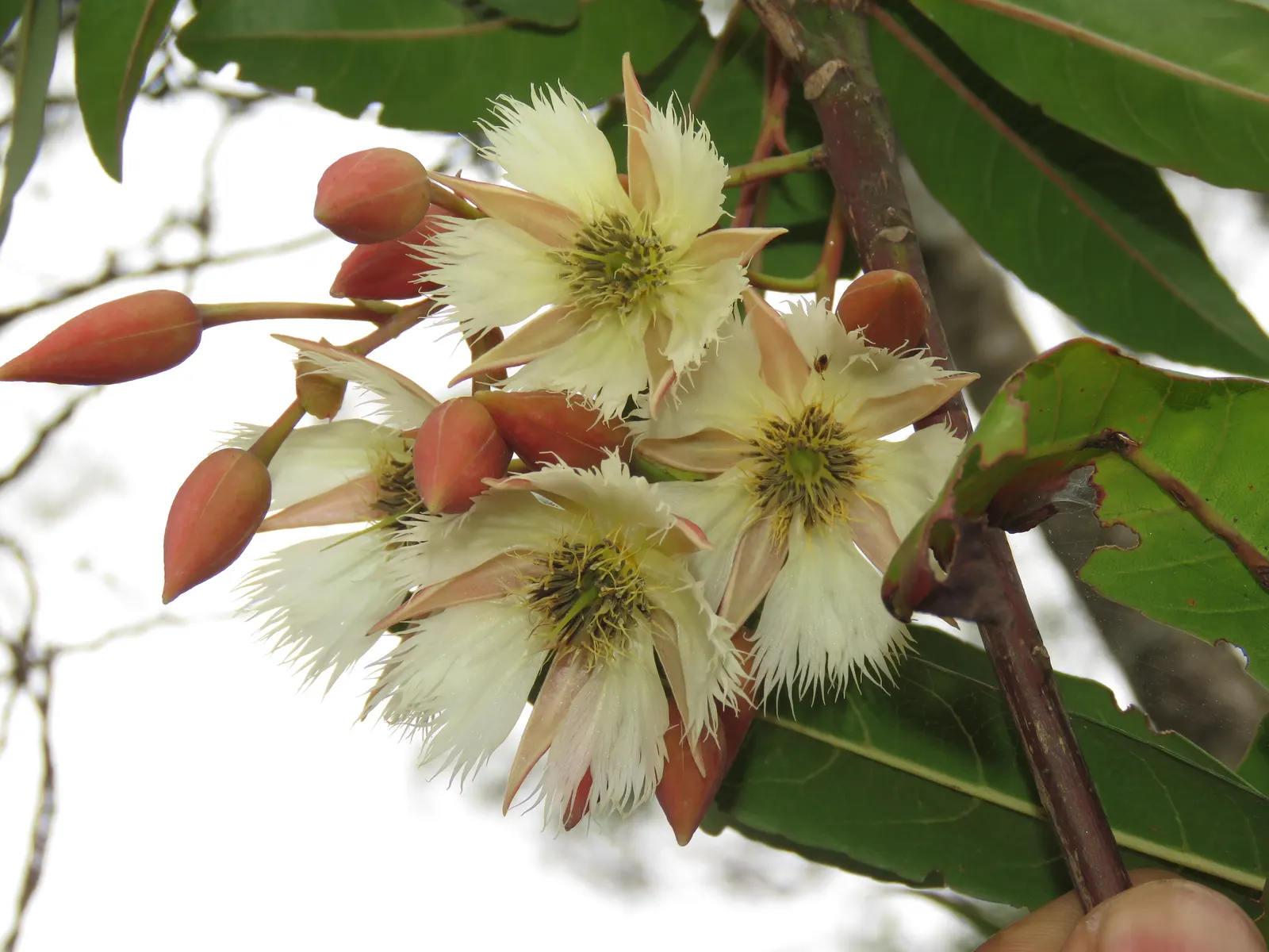 Lily Of The Valley Tree (Crinodendron Patagua) — which drape the tree in a stunning display of white to pinkish blossoms, image 29