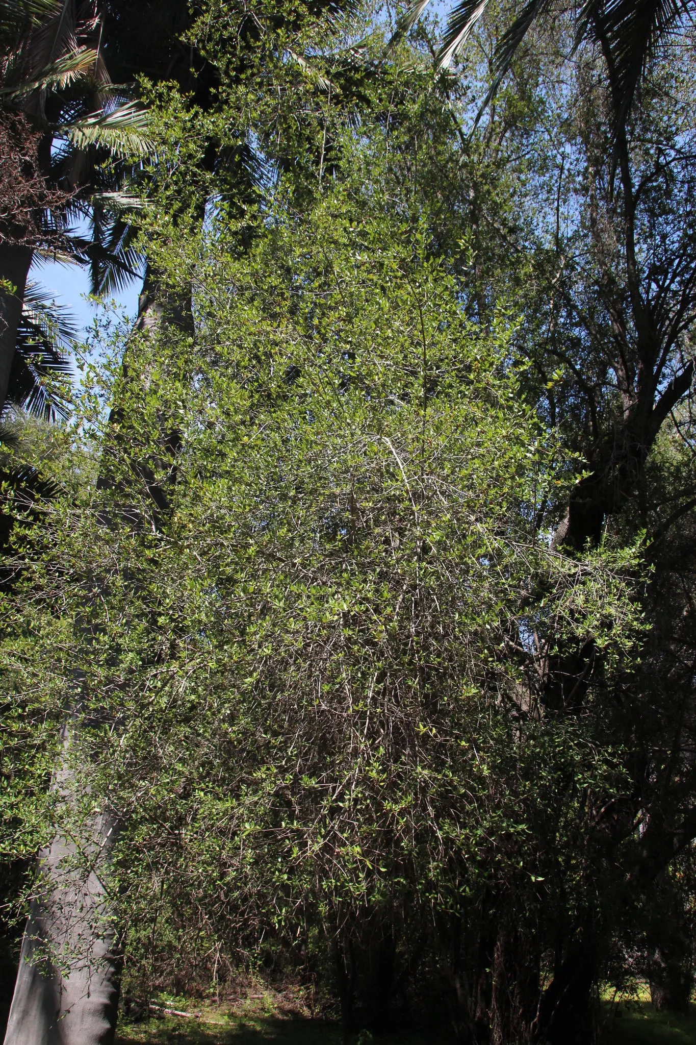 Lily Of The Valley Tree (Crinodendron Patagua) — white flowers in the garden
