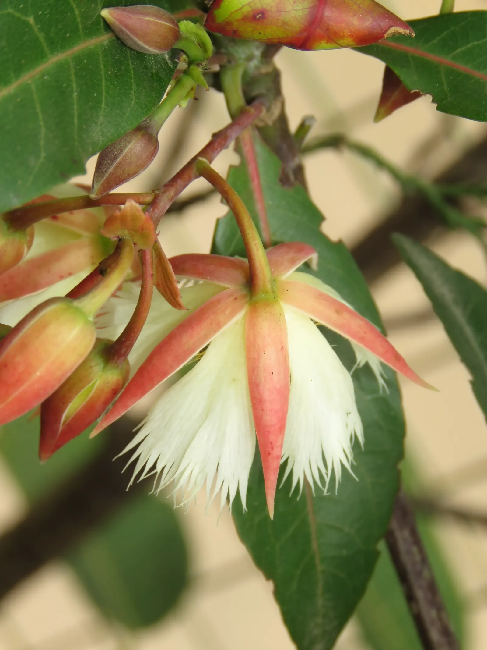 Lily Of The Valley Tree (Crinodendron Patagua) — It is suitable for USDA hardiness zones 8 through 10; hardy and low-maintenance, it's ideal for, image 50