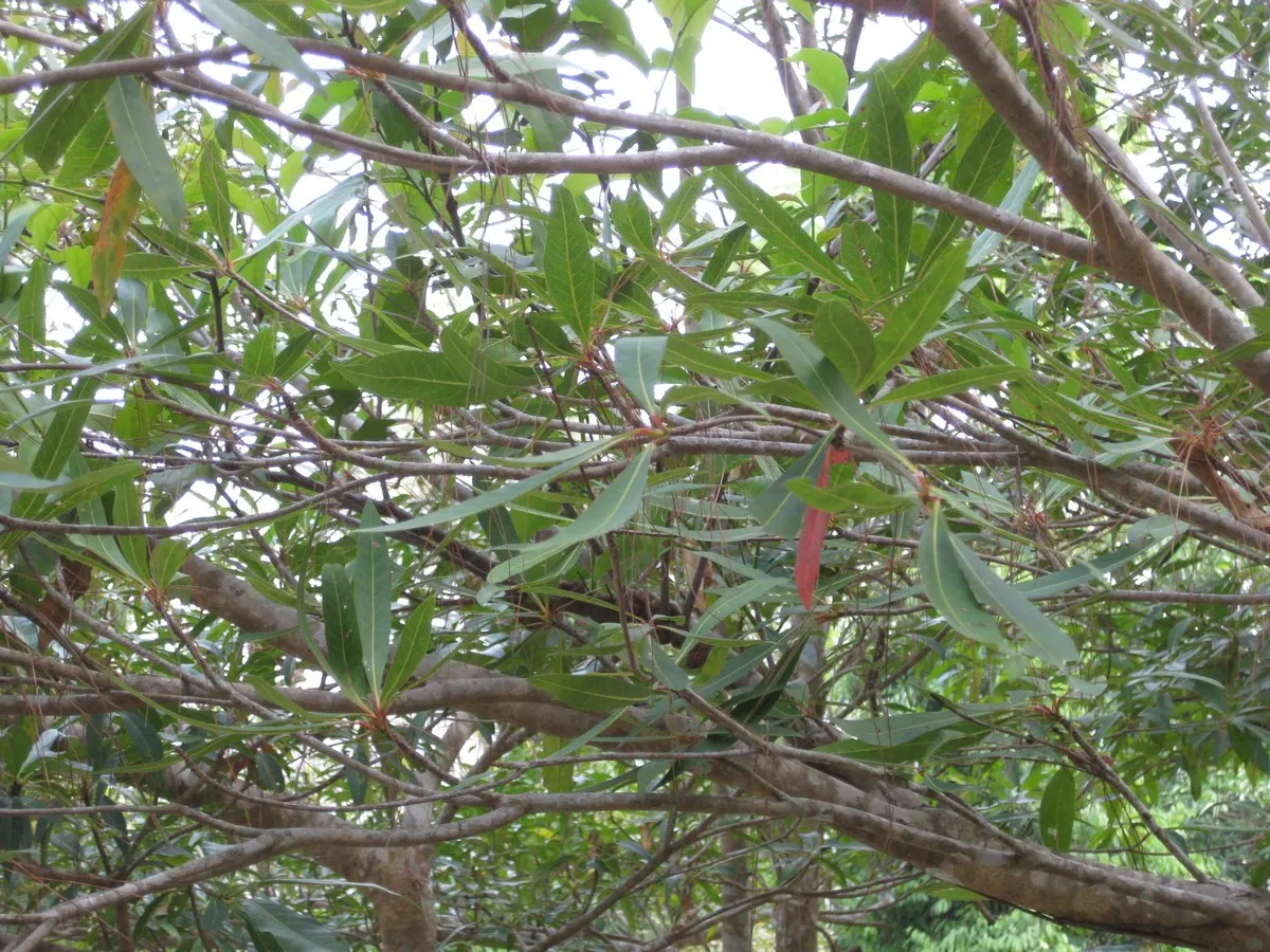Lily Of The Valley Tree (Crinodendron Patagua) — revered for its profuse white