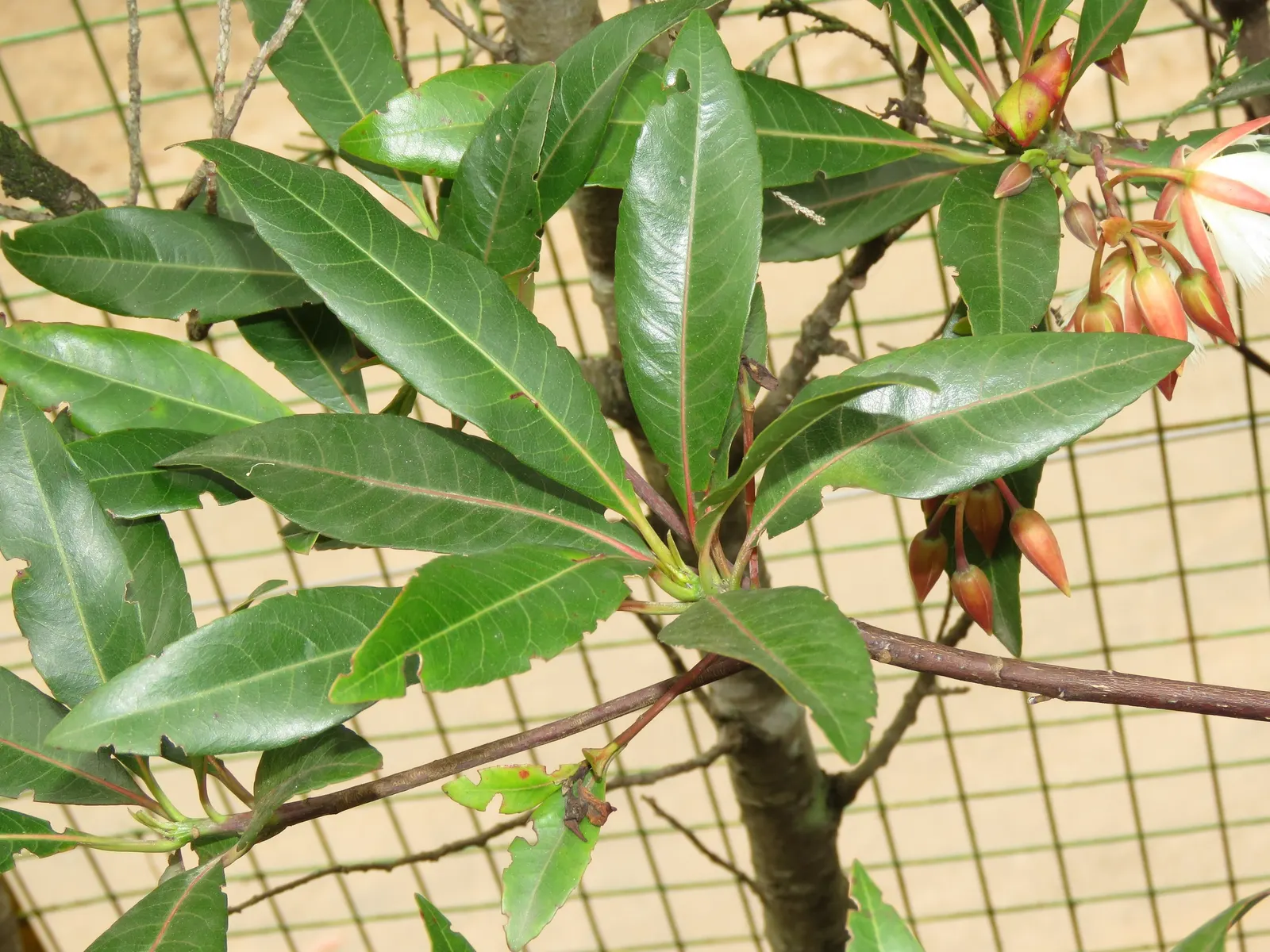 Lily Of The Valley Tree (Crinodendron Patagua) — is a captivating and ornamental evergreen species native to the central and southern regions of, image 64