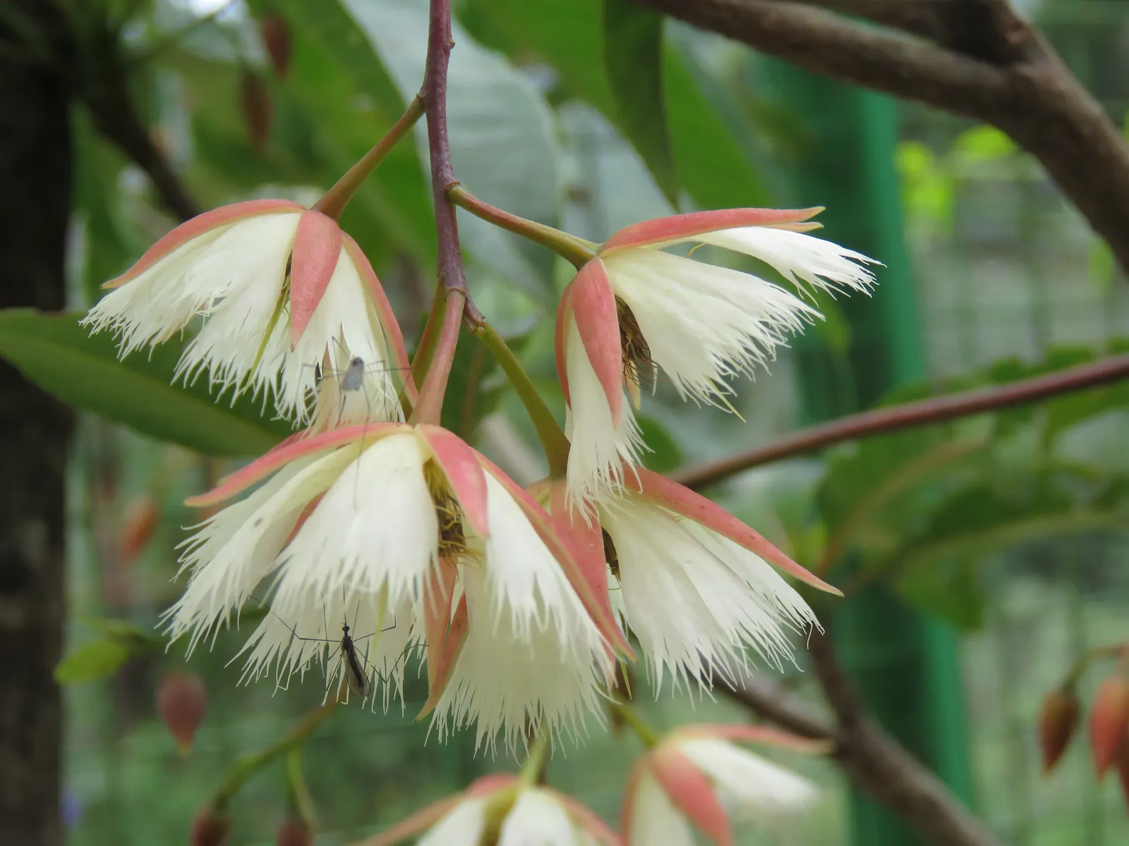 Lily Of The Valley Tree (Crinodendron Patagua) — shrub / tree for full or half; regular pruning is not essential