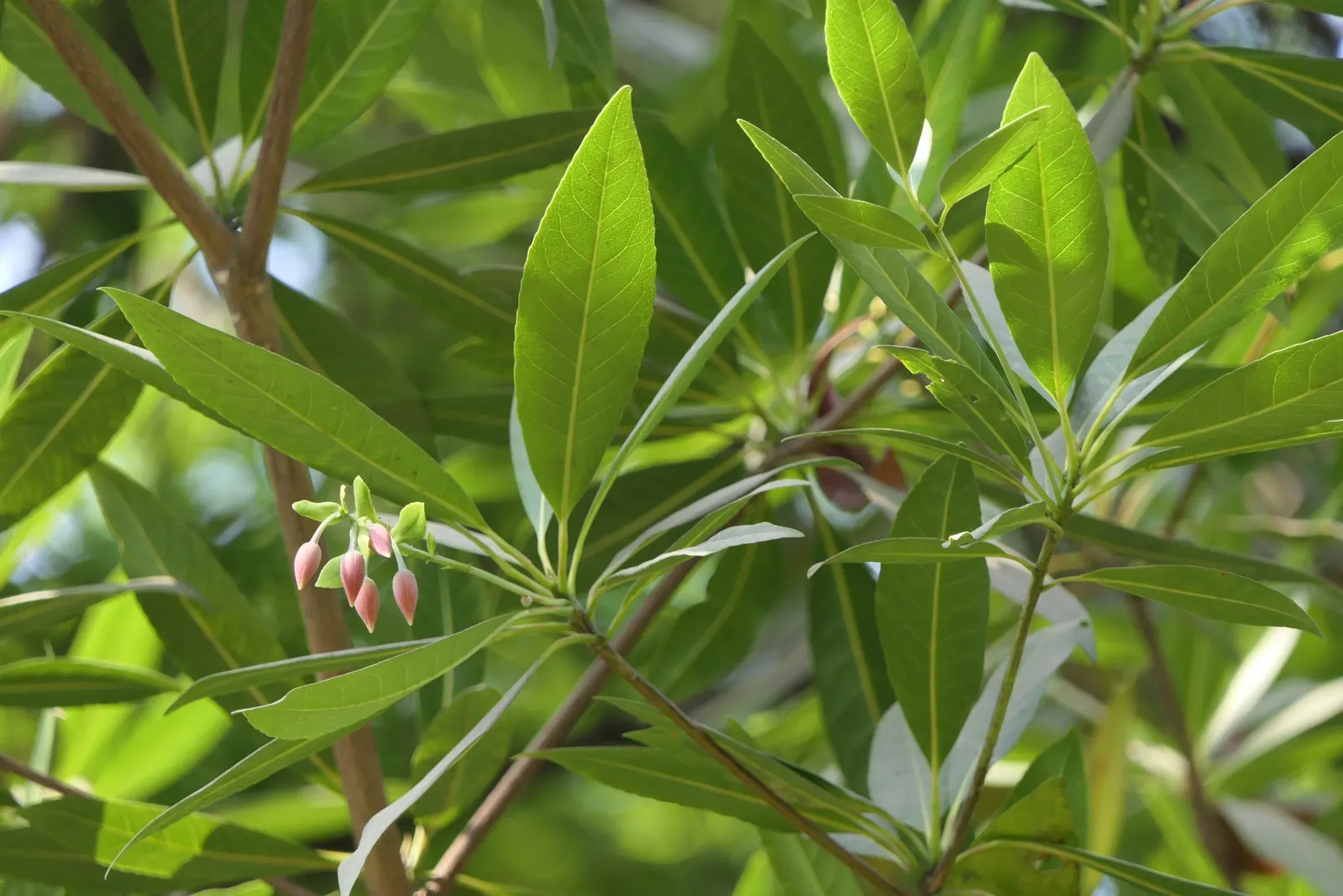 Lily Of The Valley Tree (Crinodendron Patagua) — bell-shaped flowers resembling the namesake perennial