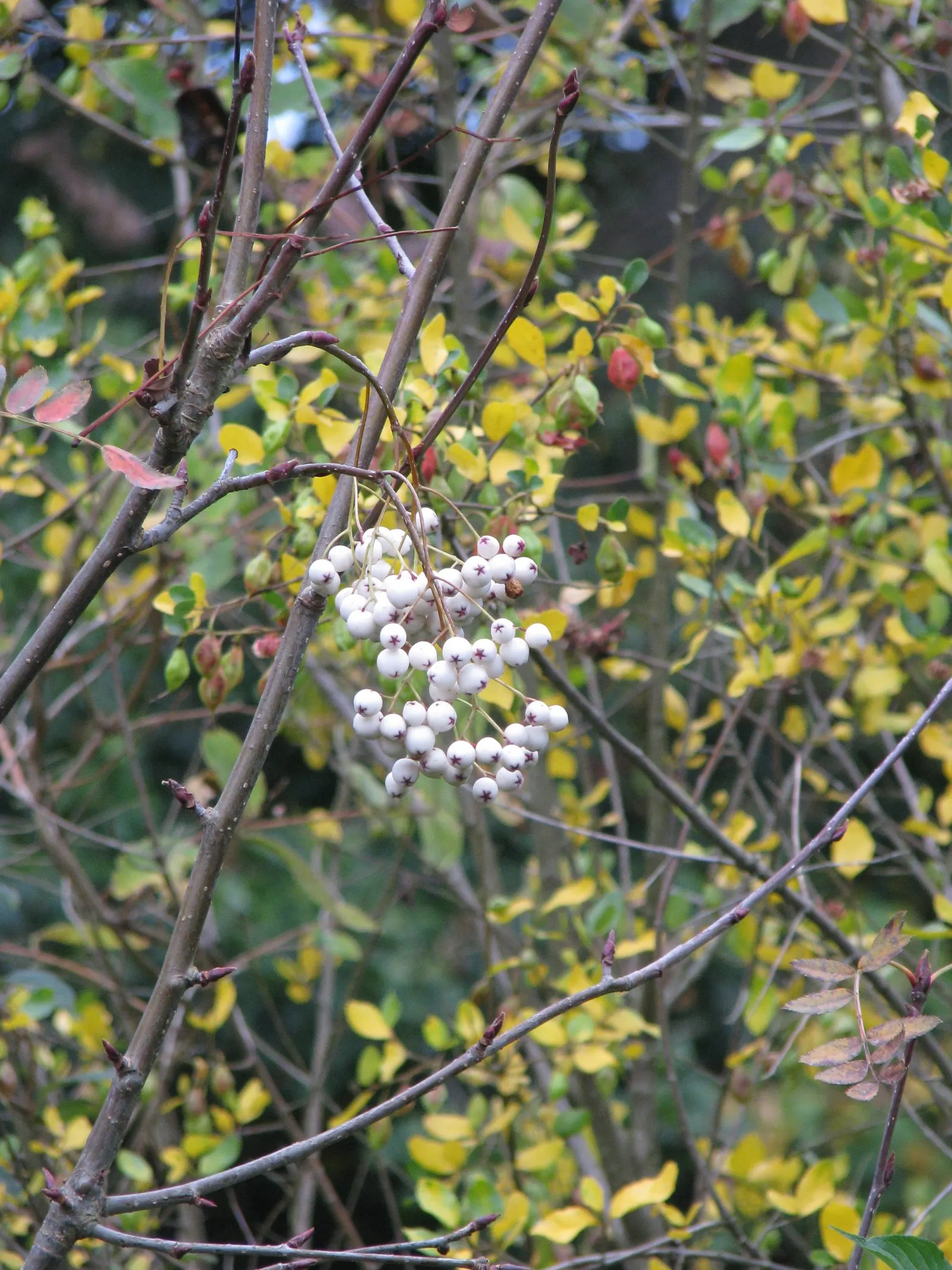 Lily Of The Valley Tree (Crinodendron Patagua) — is a captivating and ornamental evergreen species native to the central and southern regions of, image 45